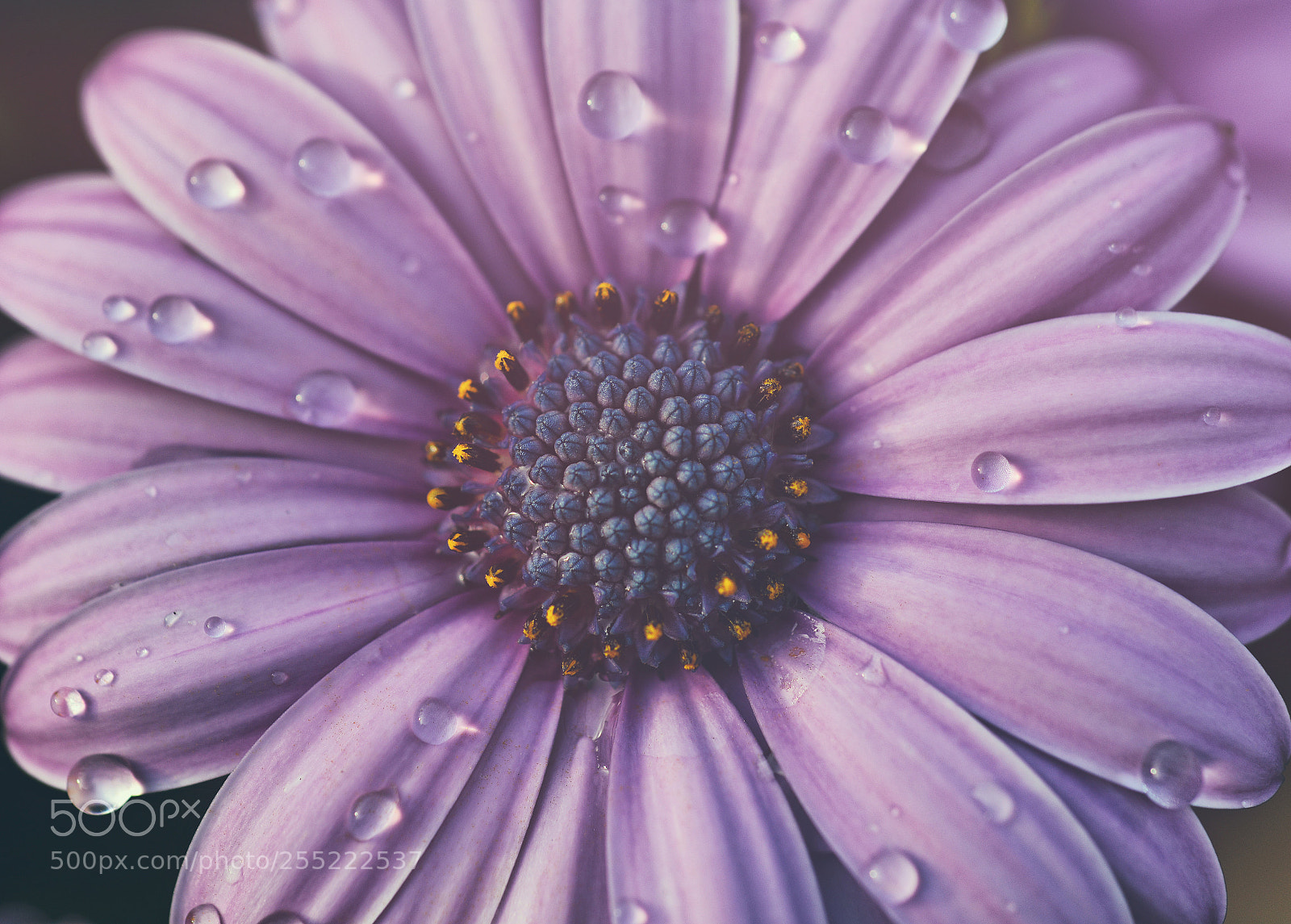 Nikon D800 sample photo. Lovely pink flower photography