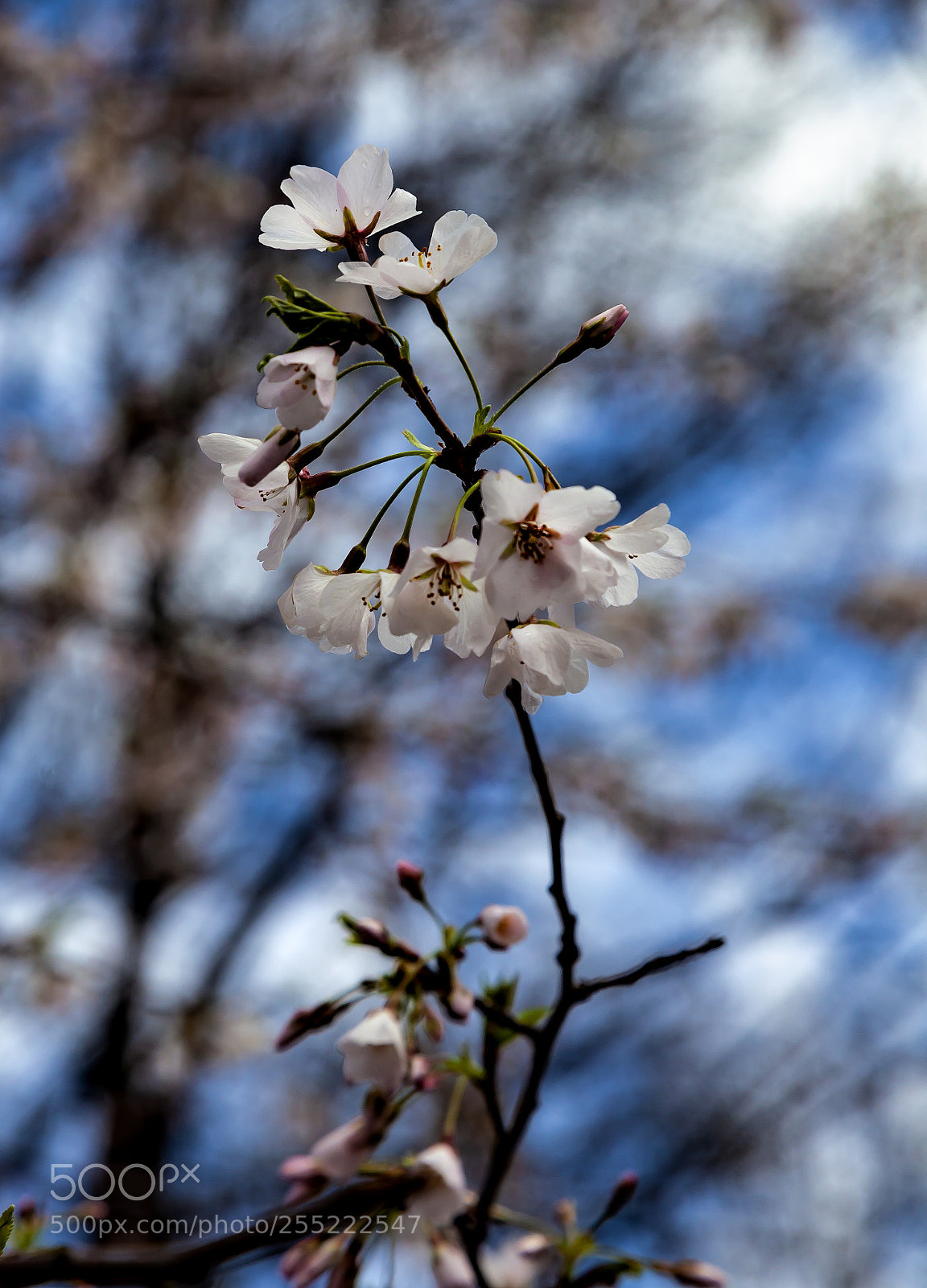 Canon EOS 5D Mark II sample photo. Cherry blossoms and raindrops photography