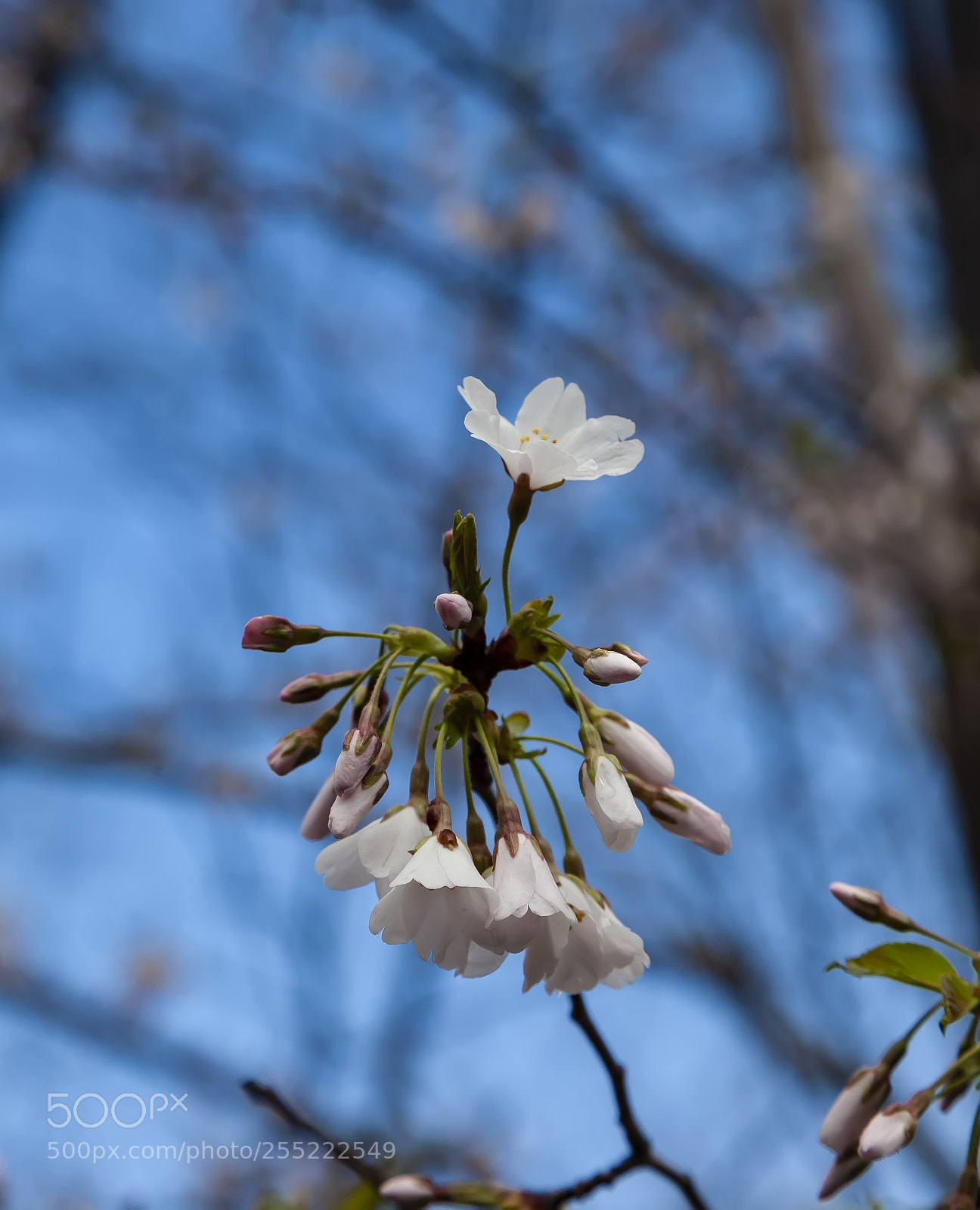 Canon EOS 5D Mark II sample photo. Cherry blossoms photography