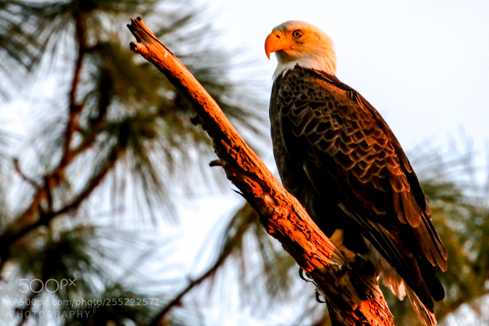 Canon EOS 7D Mark II sample photo. Bald eagle at sunset photography