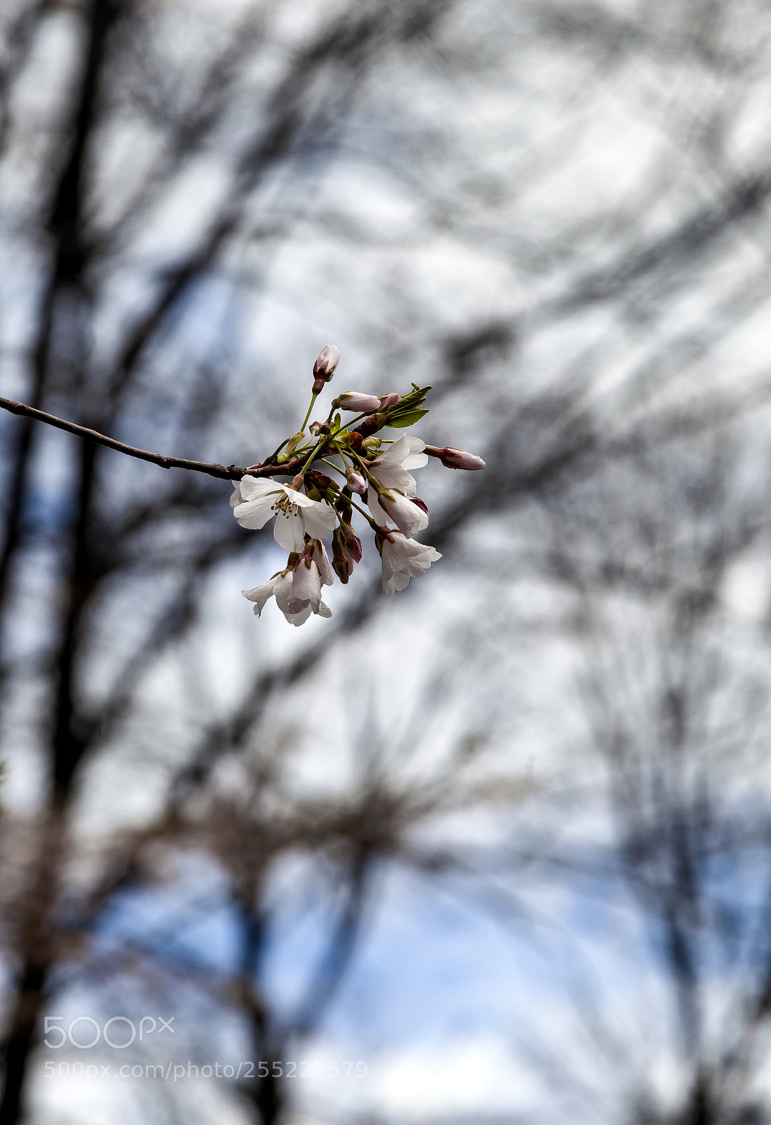 Canon EOS 5D Mark II sample photo. Cherry blossoms photography