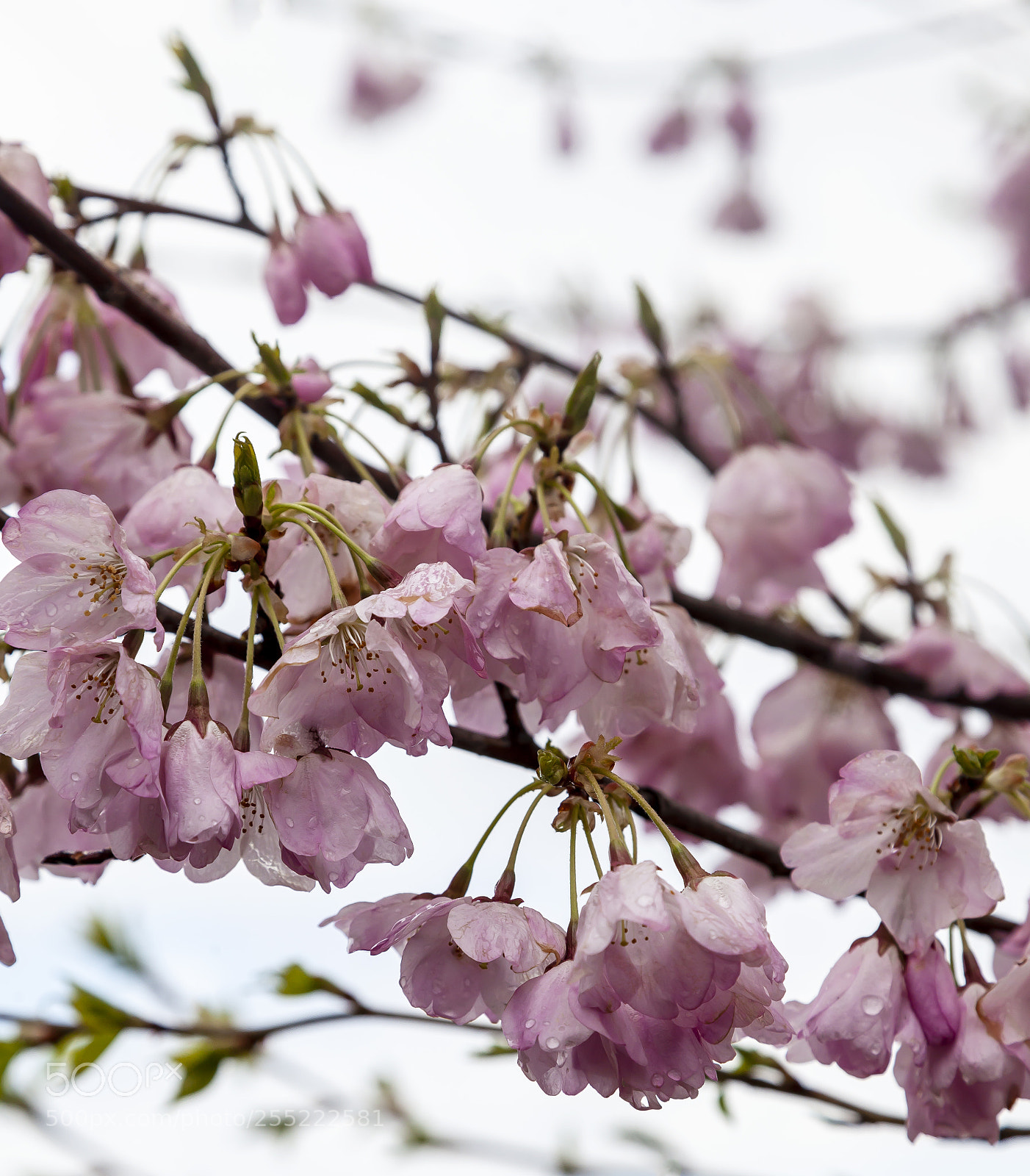 Canon EOS 5D Mark II sample photo. Cherry blossoms photography