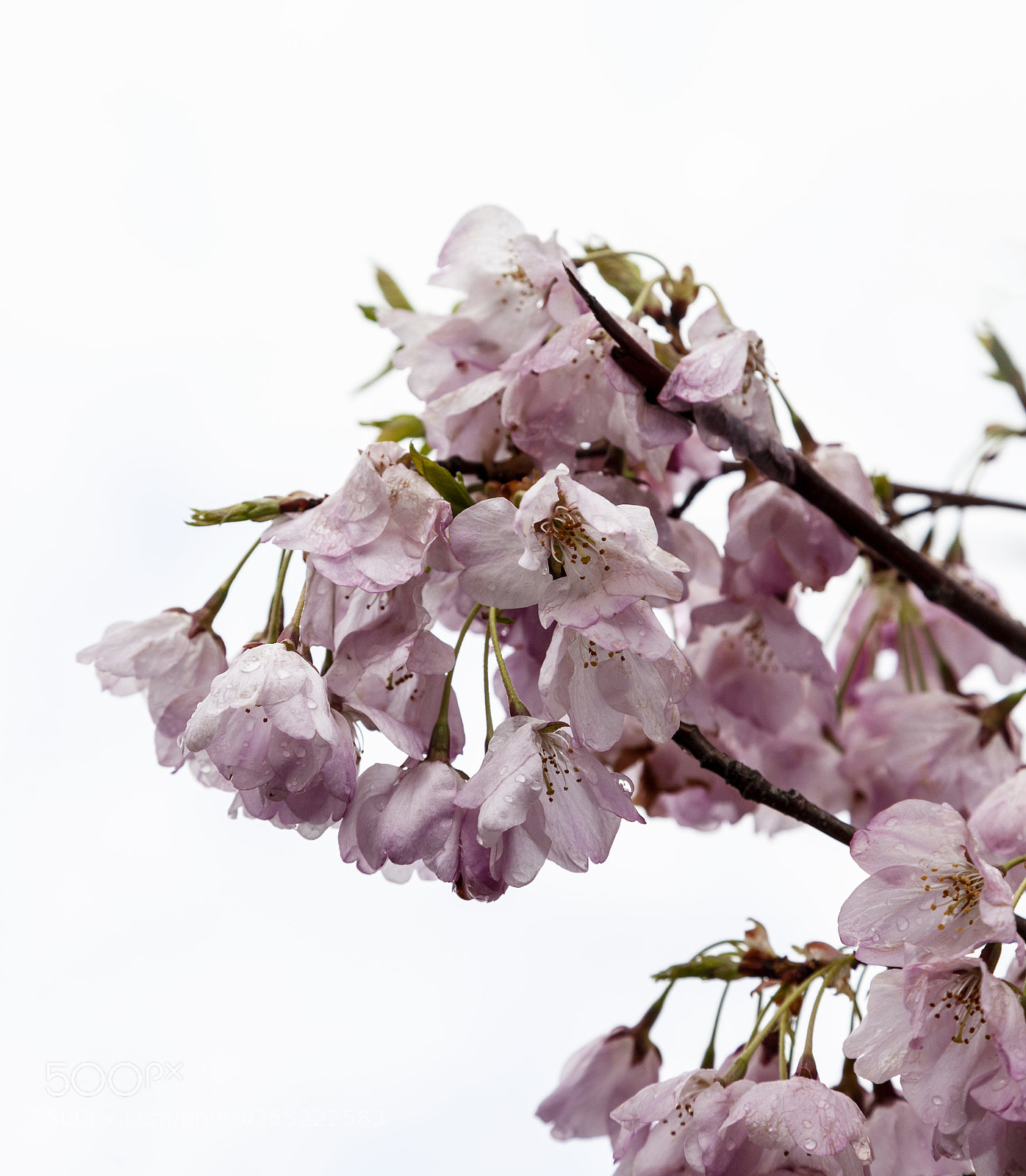 Canon EOS 5D Mark II sample photo. Cherry blossoms photography