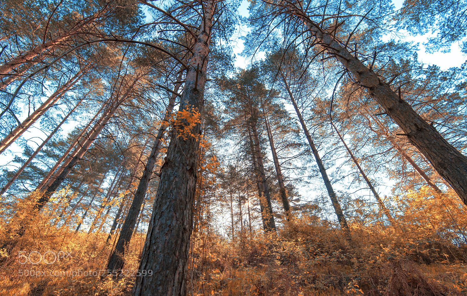 Nikon D610 sample photo. Forest photography