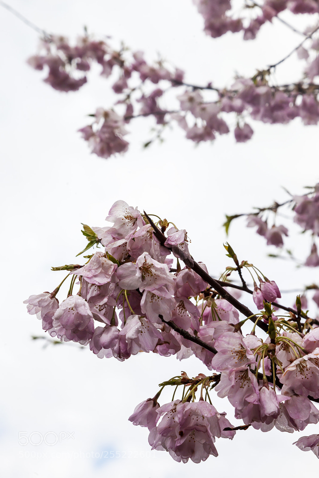 Canon EOS 5D Mark II sample photo. Cherry blossoms photography