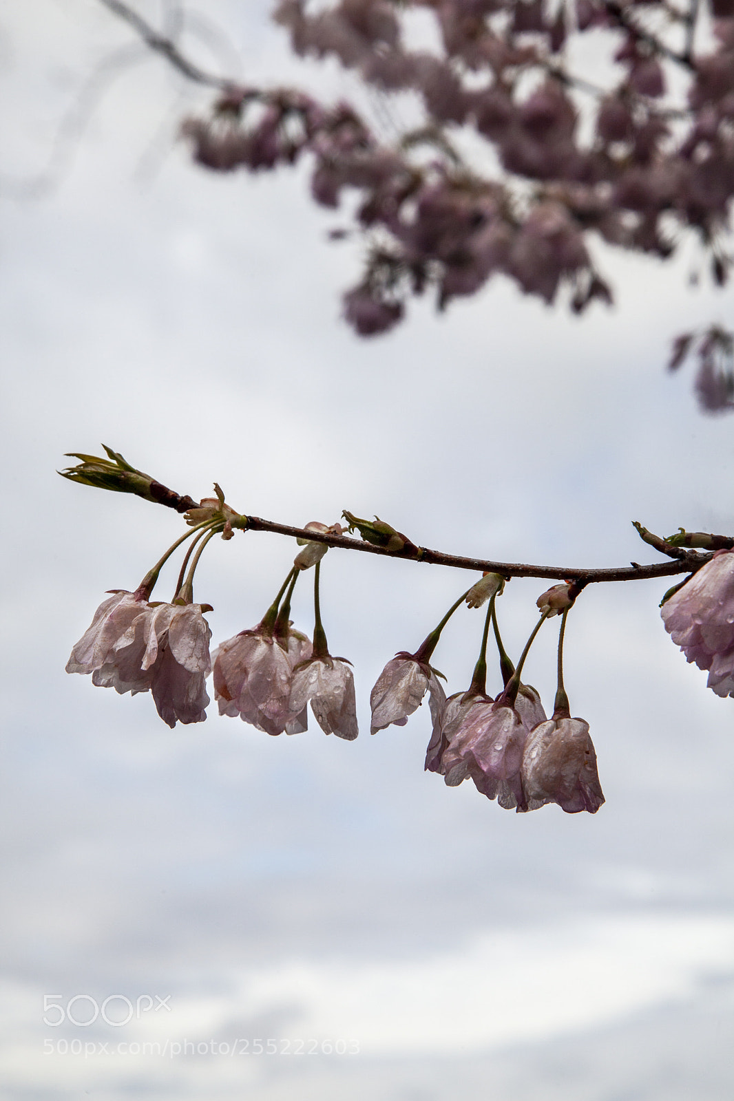 Canon EOS 5D Mark II sample photo. Cherry blossoms photography