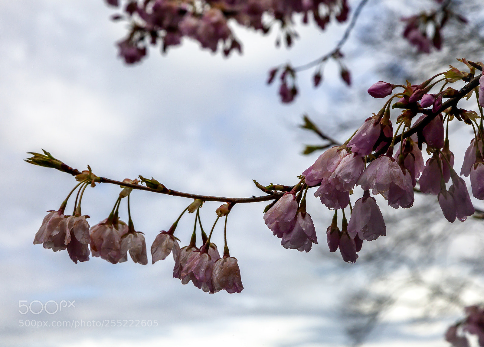 Canon EOS 5D Mark II sample photo. Magnolia and raindrops photography