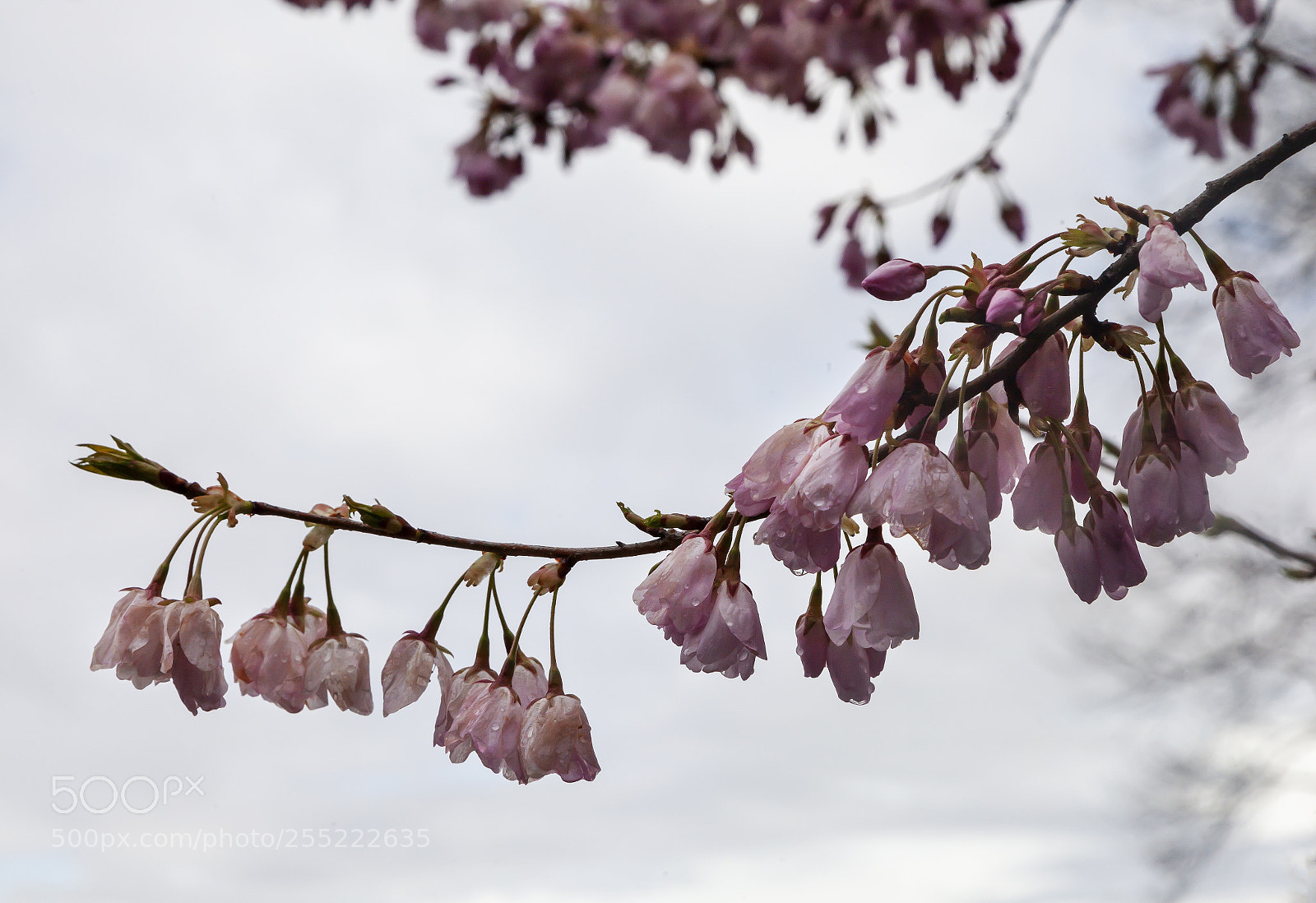 Canon EOS 5D Mark II sample photo. Cherry blossoms photography