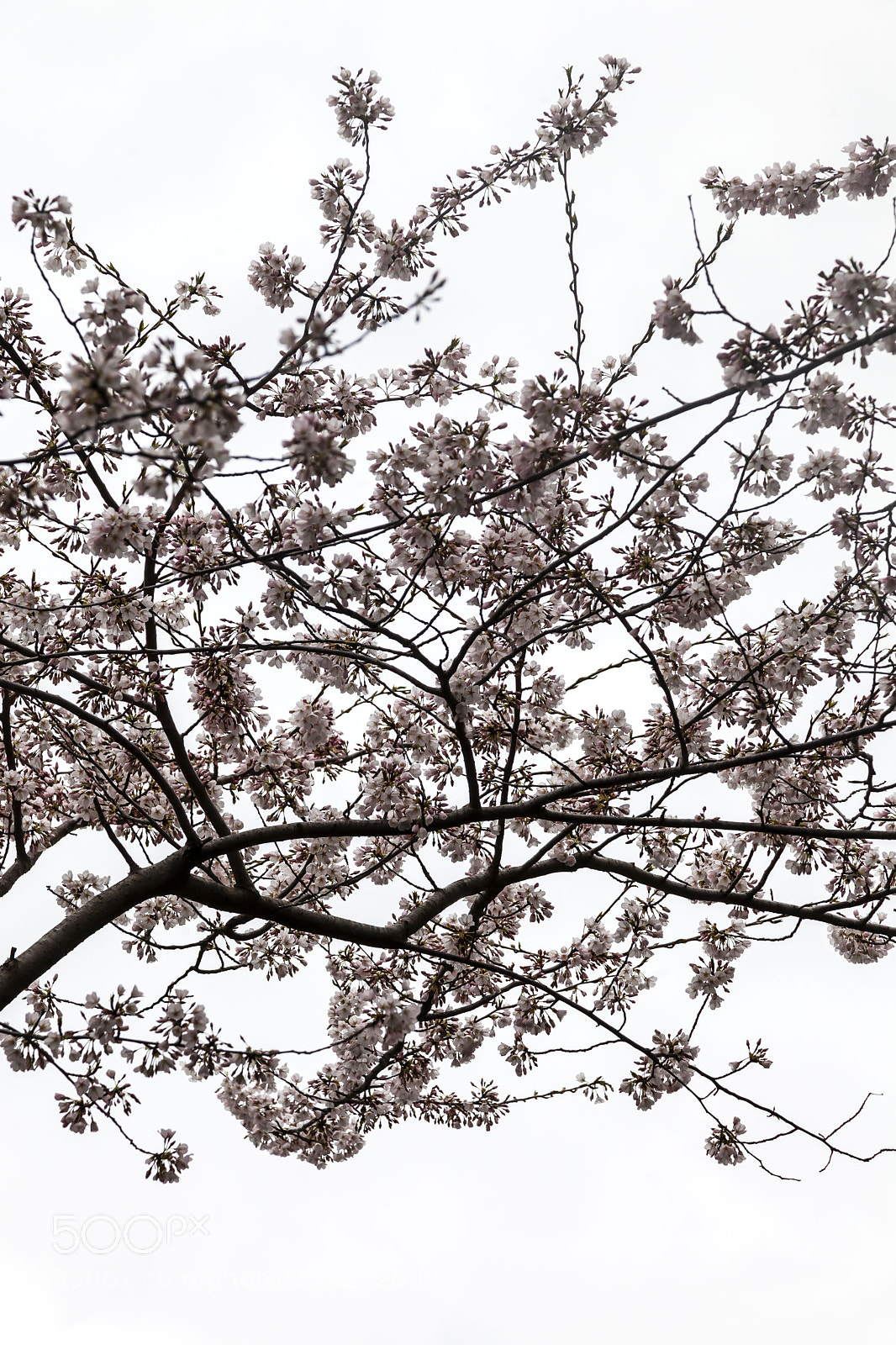 Canon EOS 5D Mark II sample photo. Cherry blossoms photography