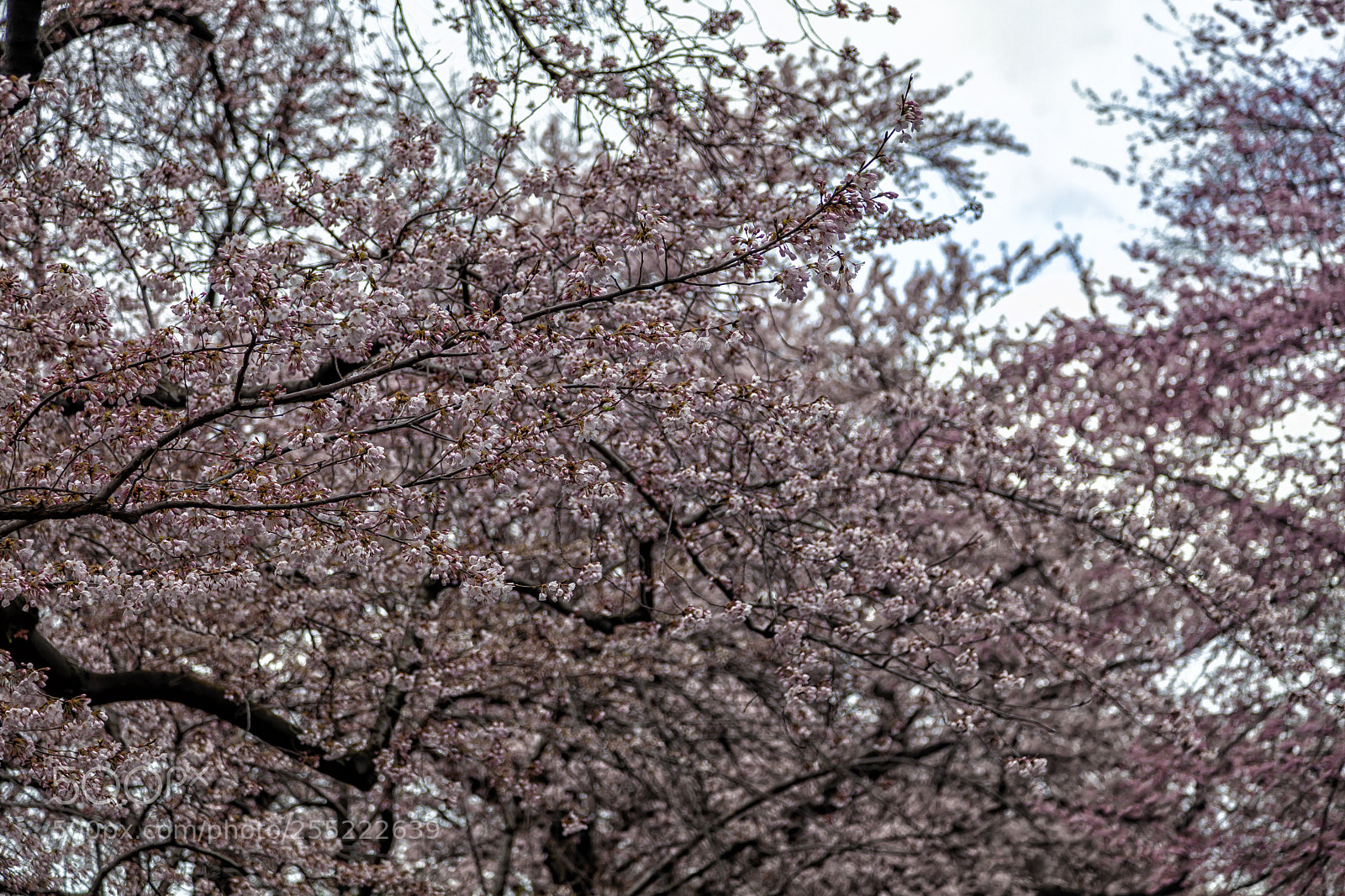 Canon EOS 5D Mark II sample photo. Cherry blossoms photography