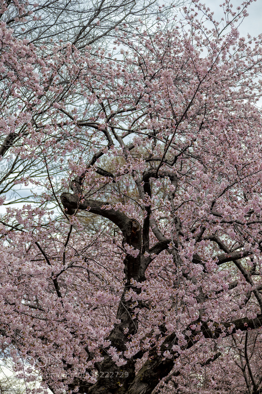Canon EOS 5D Mark II sample photo. Cherry blossoms photography