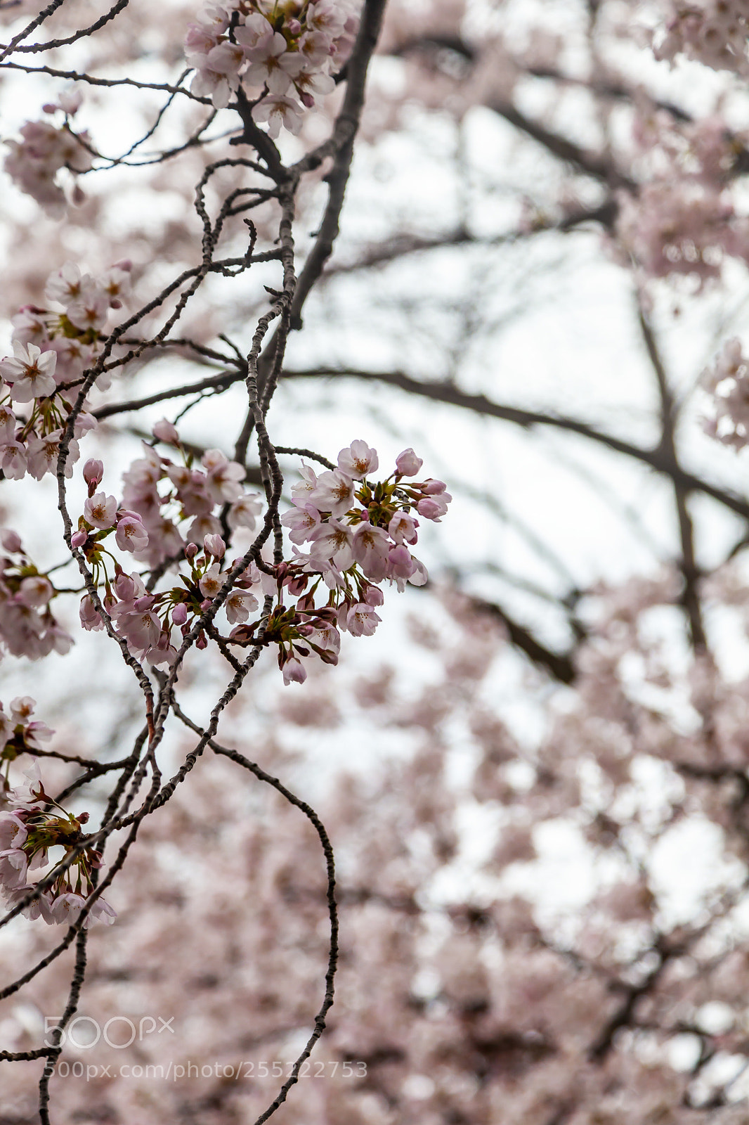 Canon EOS 5D Mark II sample photo. Cherry blossoms photography