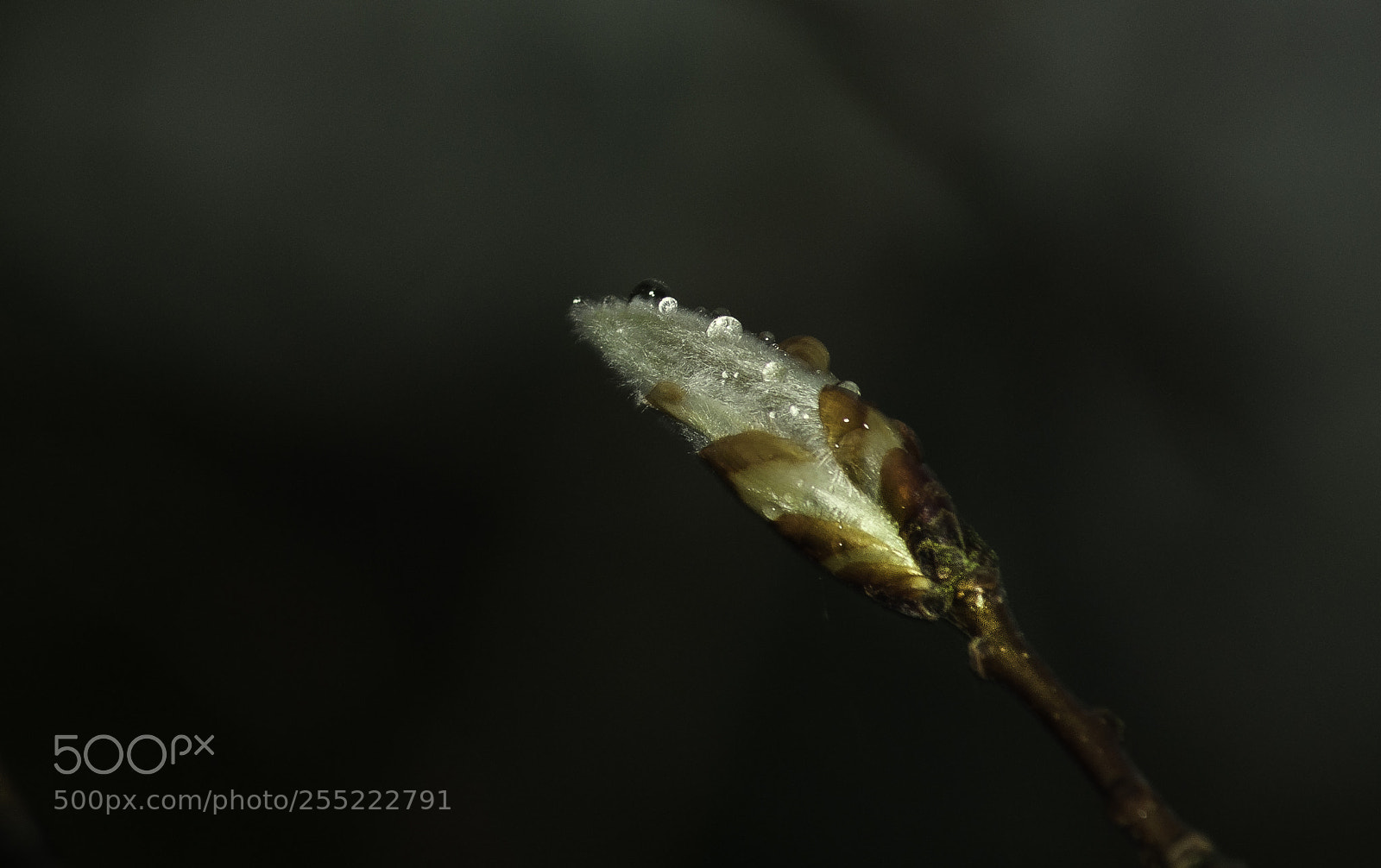 Nikon D5000 sample photo. Forest rain photography