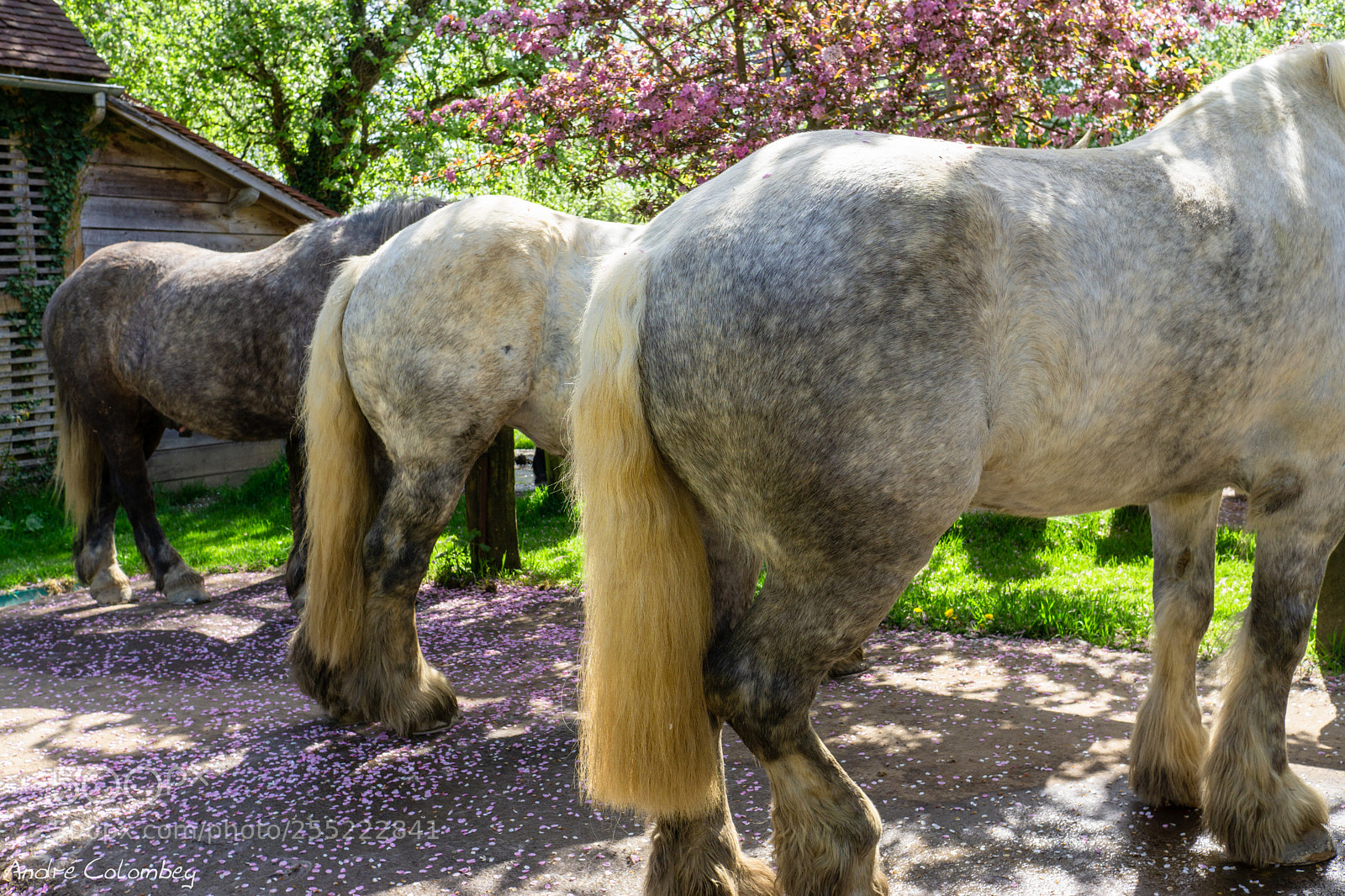 Sony a6000 sample photo. Percheron photography