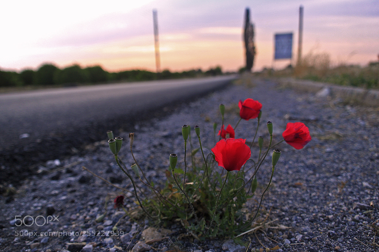 Canon EOS 550D (EOS Rebel T2i / EOS Kiss X4) sample photo. Roadside poppies photography