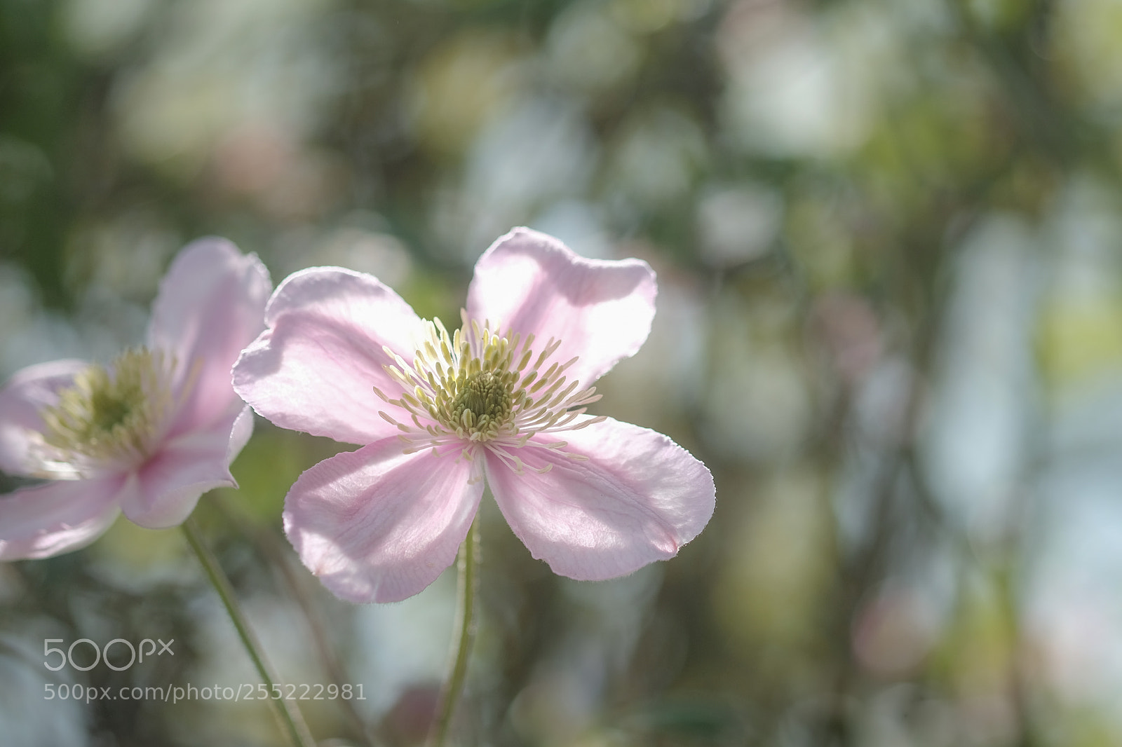 Fujifilm X-Pro2 sample photo. Neige rose photography