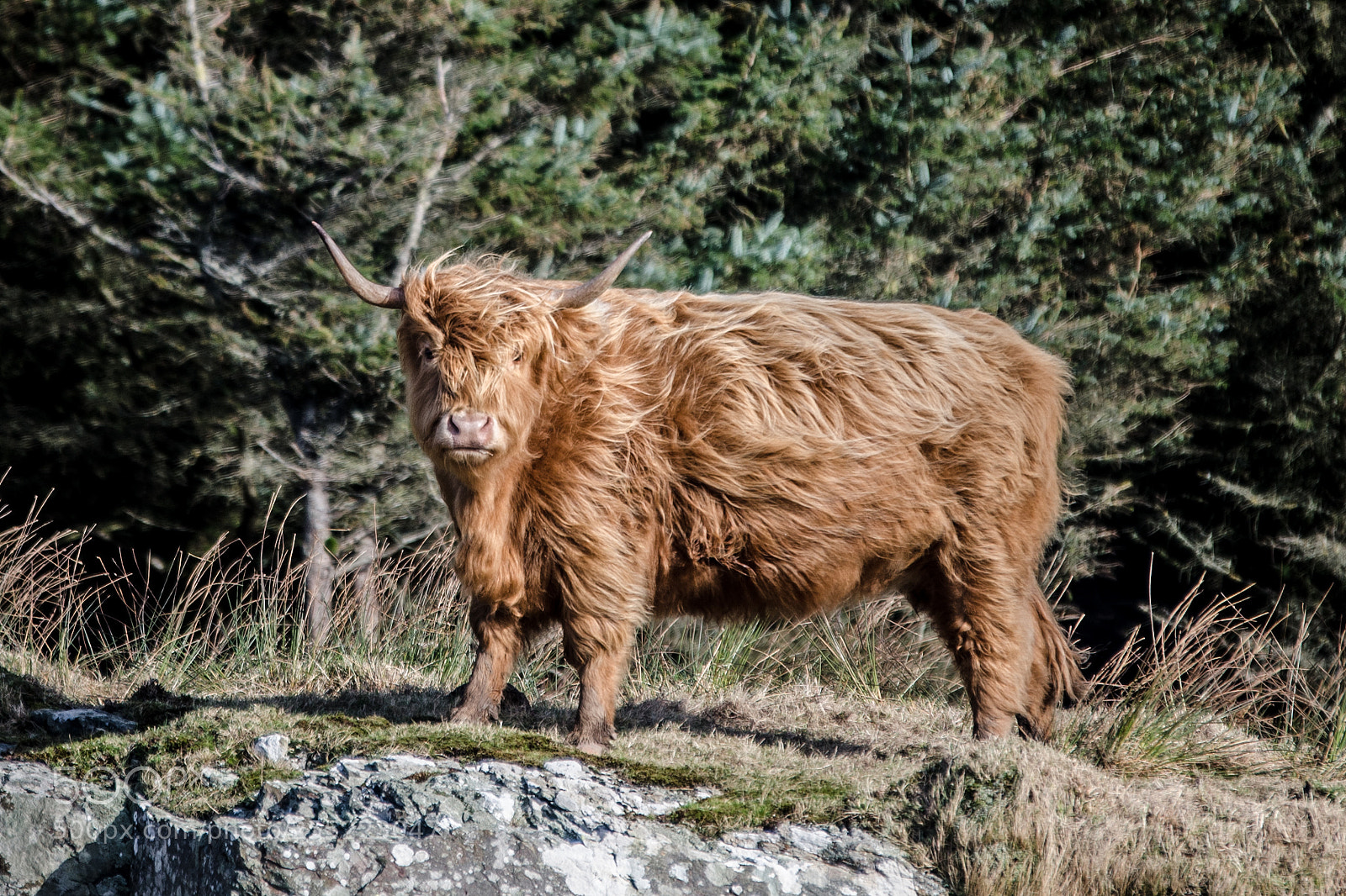 Nikon D7000 sample photo. Windswept moo cow photography