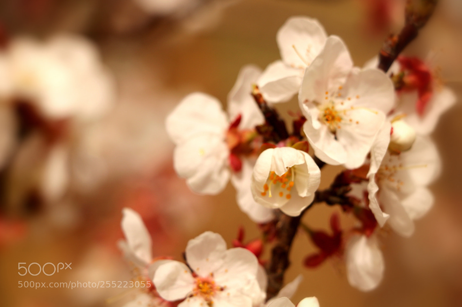 Canon EOS 760D (EOS Rebel T6s / EOS 8000D) sample photo. Spring blossoms photography