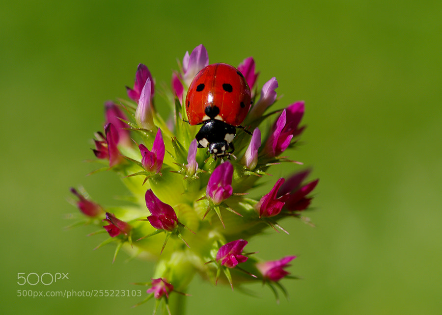 Pentax K20D sample photo. Red photography