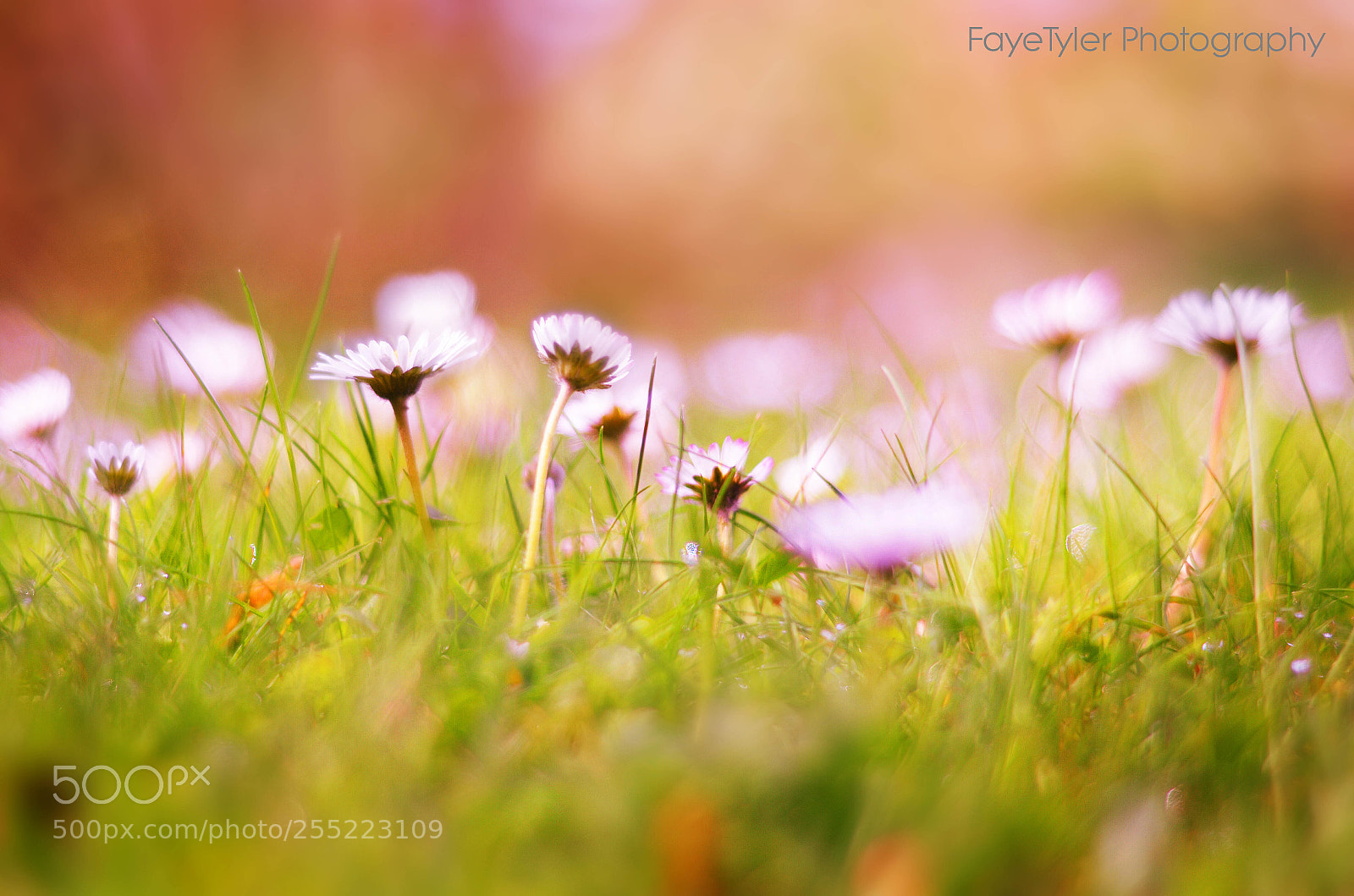 Nikon D5100 sample photo. Like a daisy copy photography
