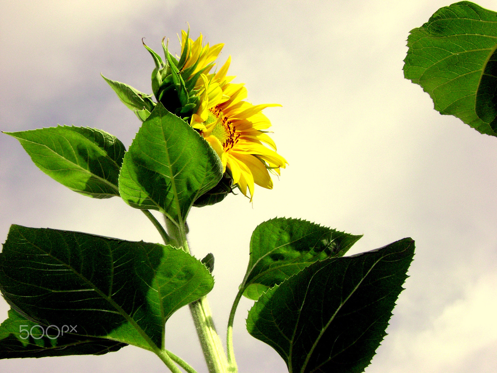 Sony DSC-S650 sample photo. Sunflower power photography