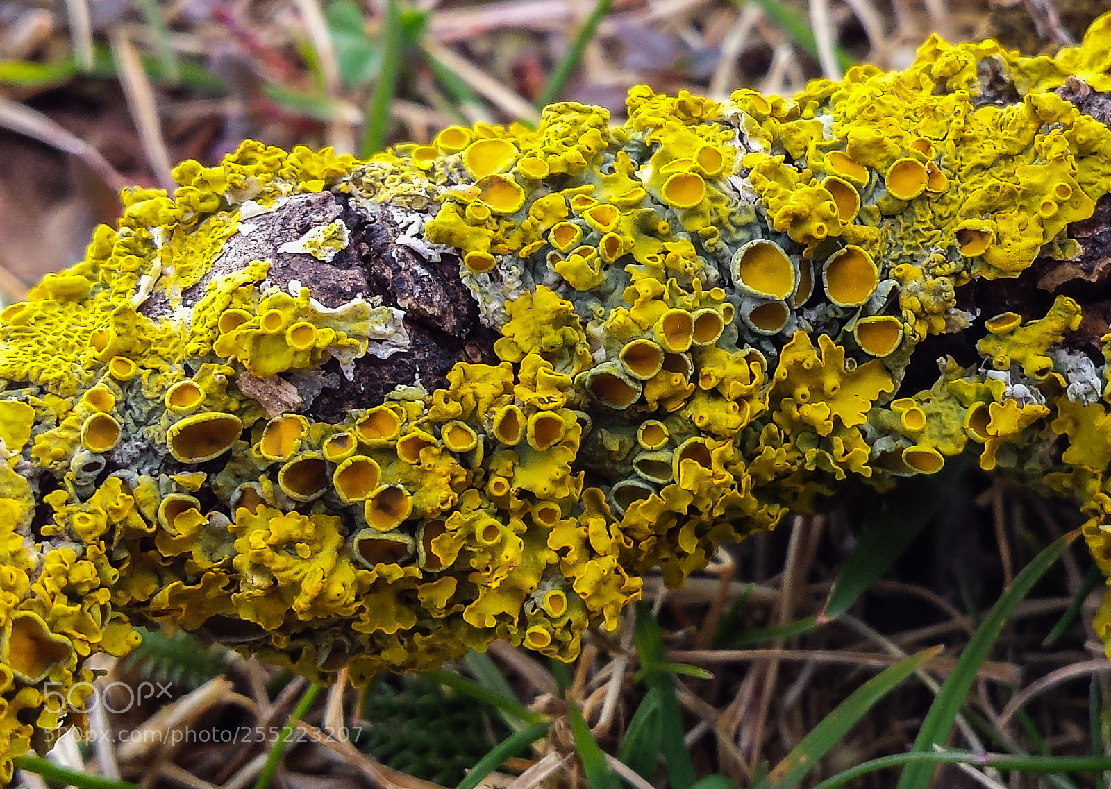Samsung Galaxy S4 sample photo. Xanthoria parietina photography