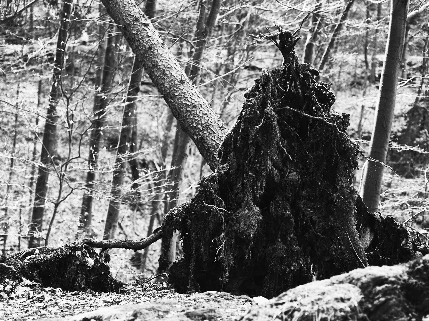 Phase One IQ140 sample photo. Ent-wurzelt photography