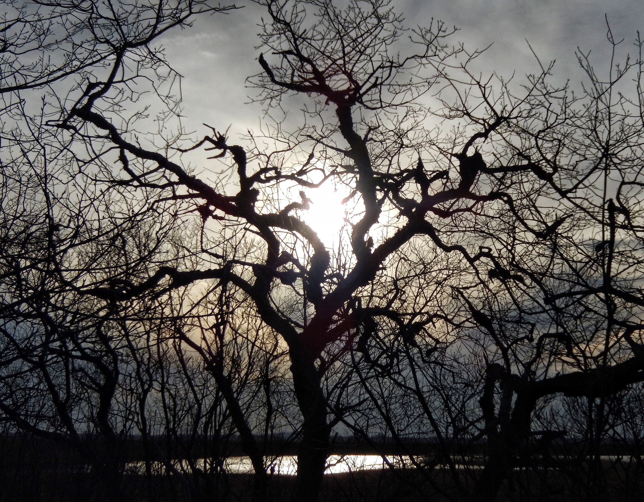 Nikon COOLPIX S9600 sample photo. Gnarly tree photography