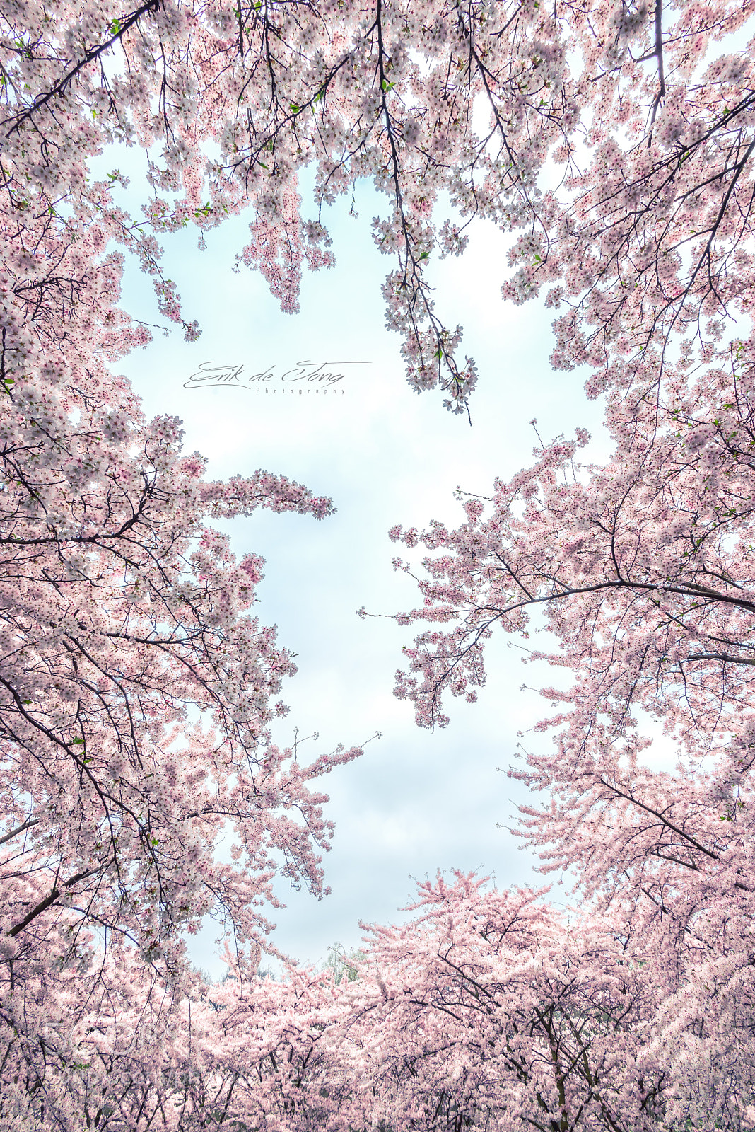 Nikon D750 sample photo. Cherry blossom photography