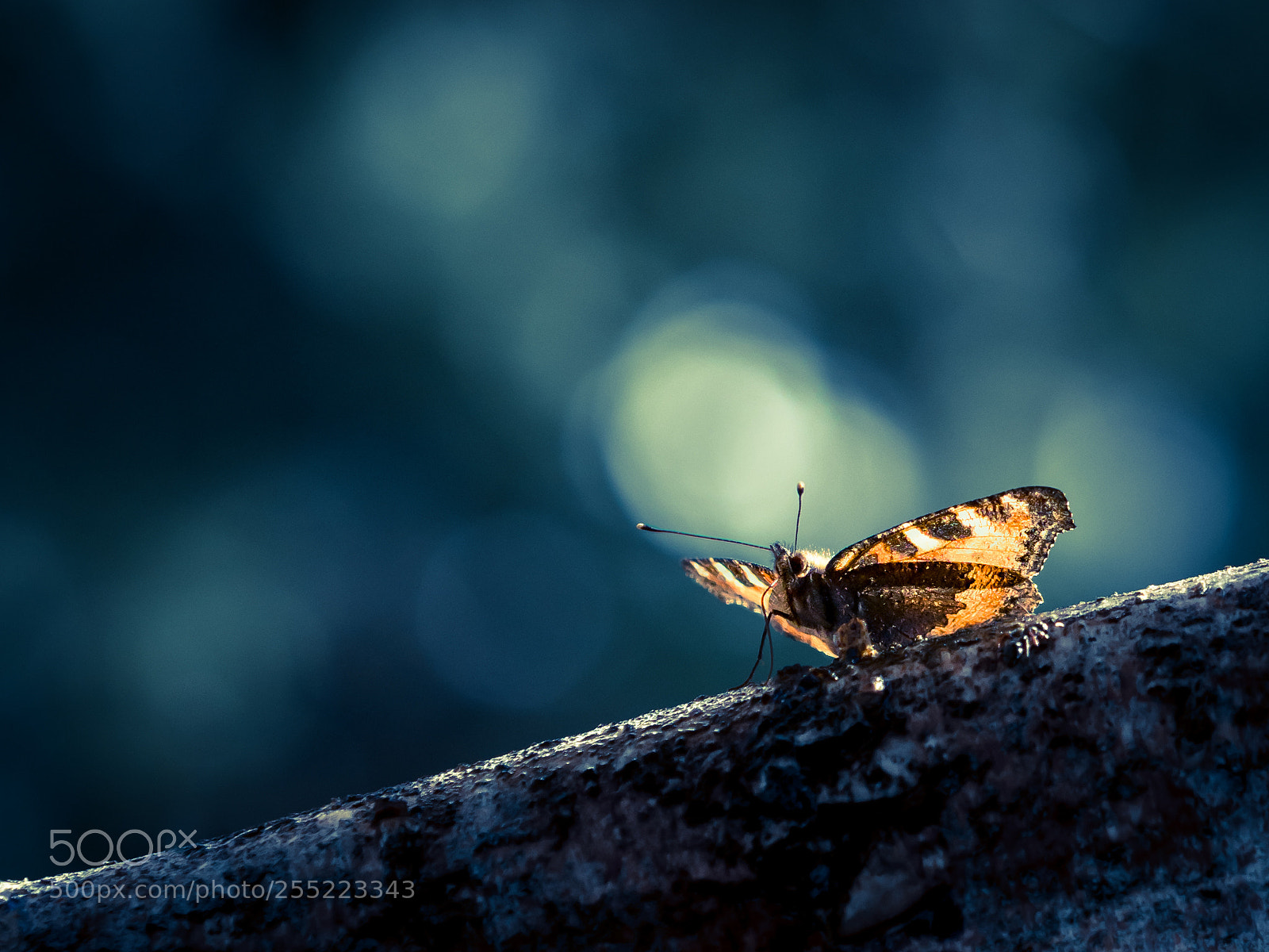 Olympus OM-D E-M1 Mark II sample photo. First butterfly photography