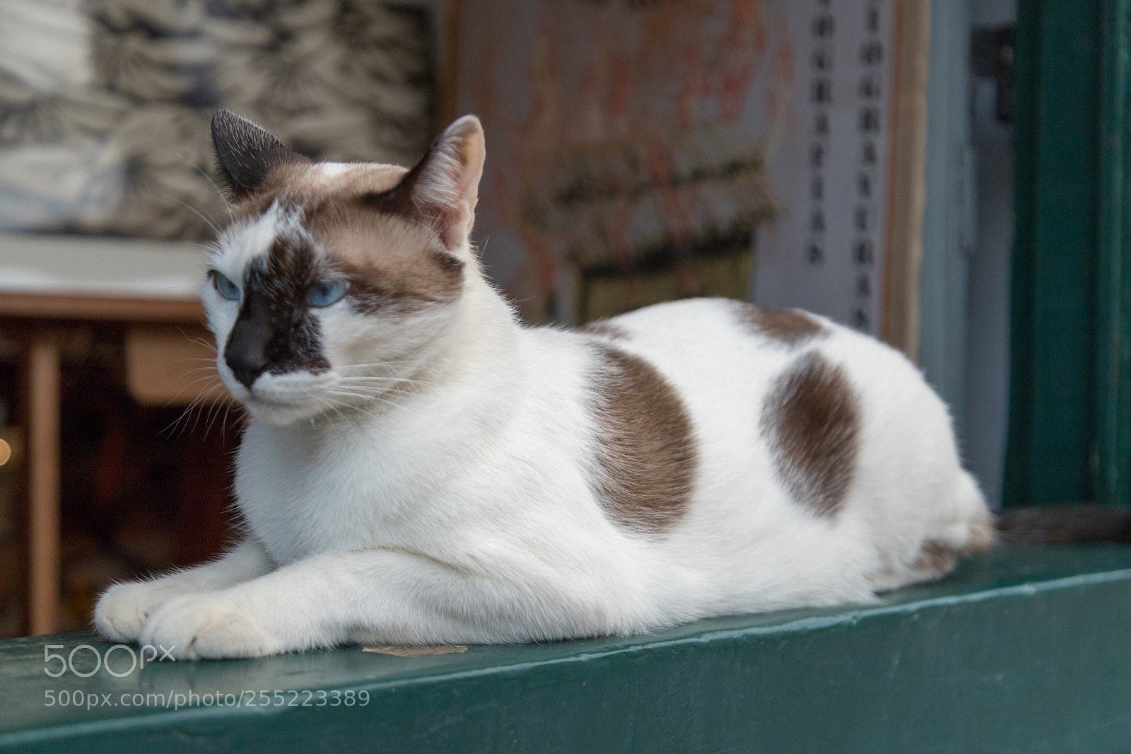 Canon EOS 6D Mark II sample photo. Untitled photography