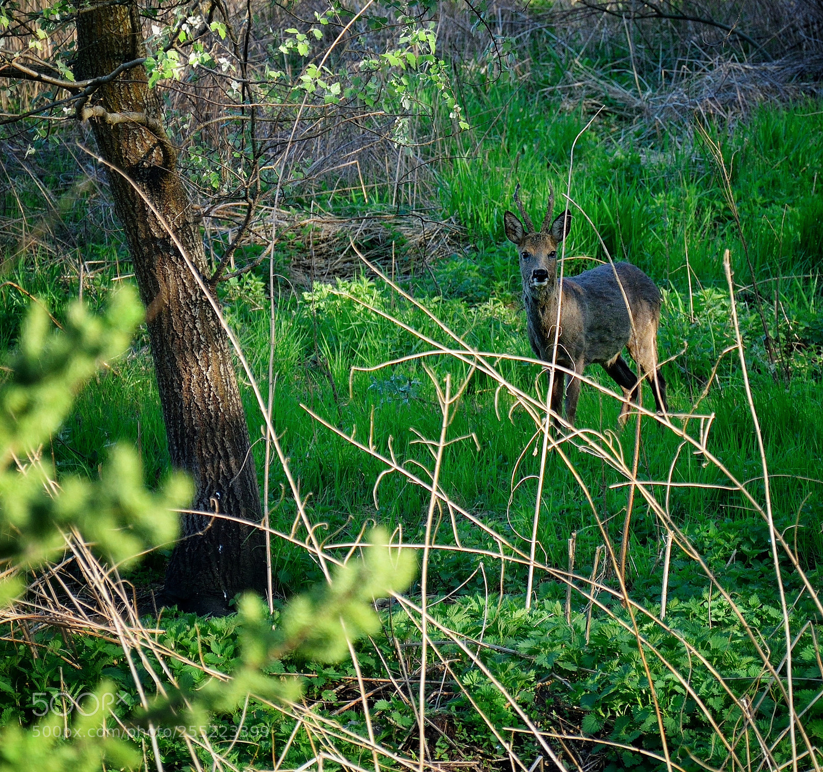 Nikon D3300 sample photo. Eye contact photography