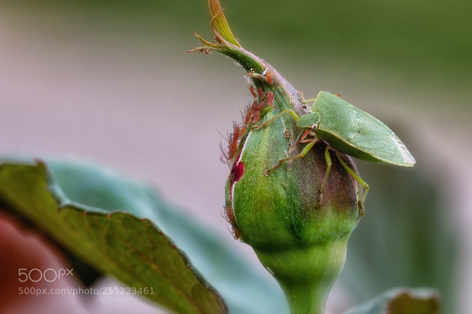 Nikon D7200 sample photo. Dinner time photography