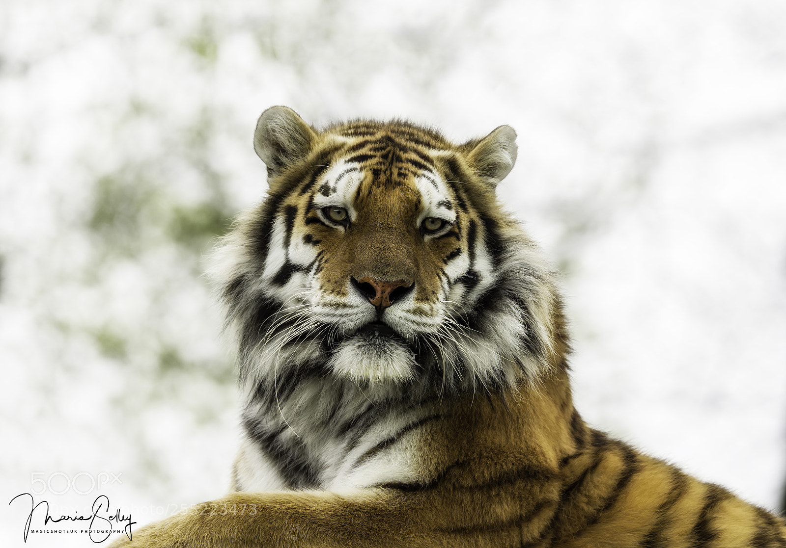 Olympus OM-D E-M1 Mark II sample photo. Tiger eyes photography