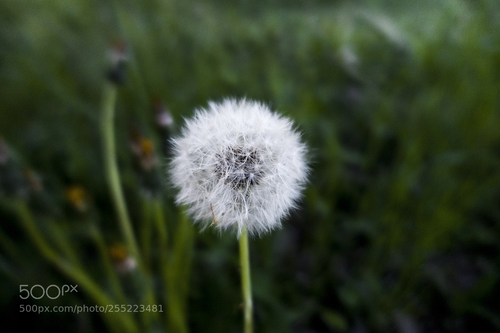 Sony Cyber-shot DSC-RX100 III sample photo. The white flower photography