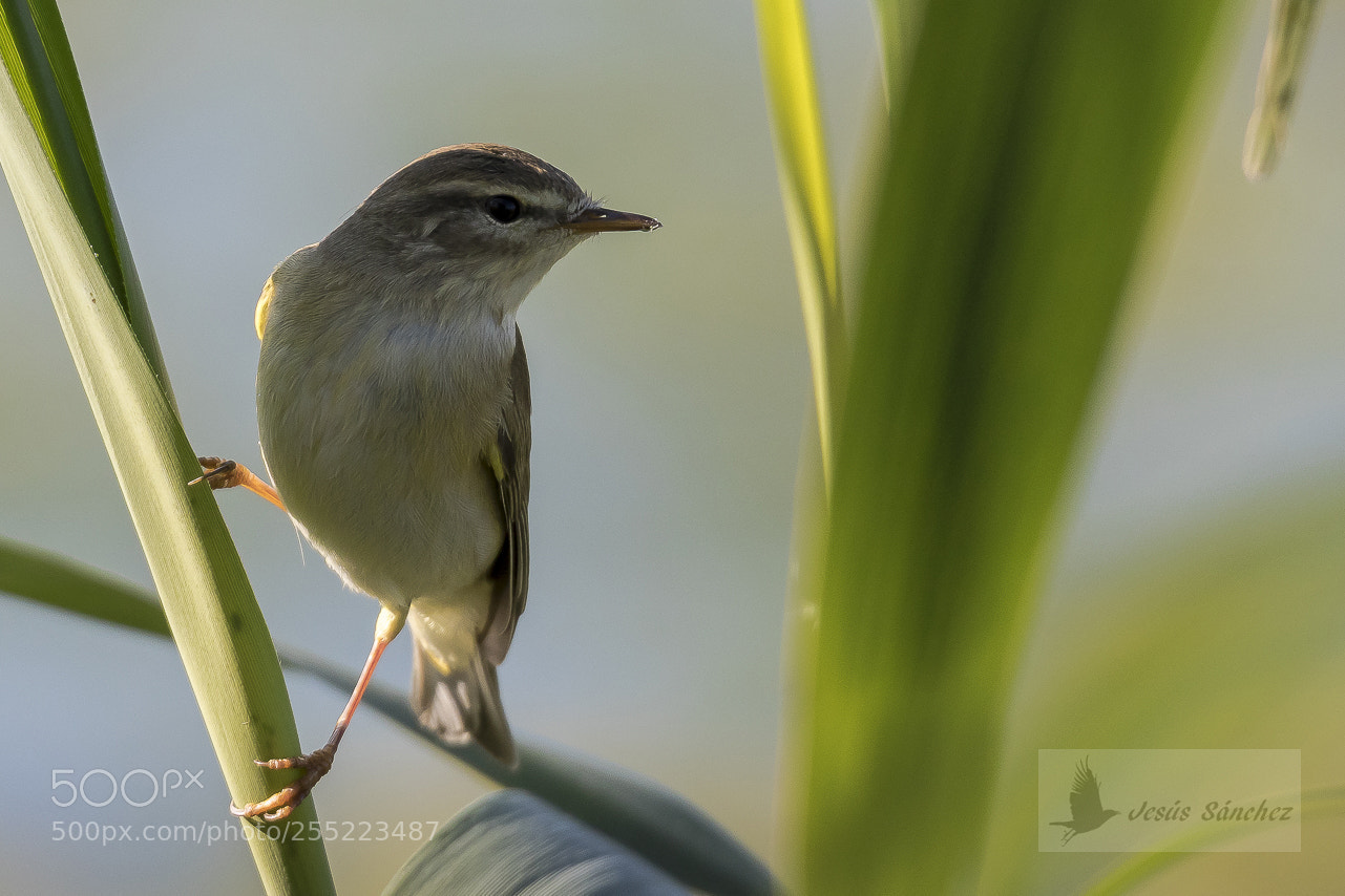 Canon EOS 7D Mark II sample photo. Mosquitero musical (phylloscopus trochilus) photography