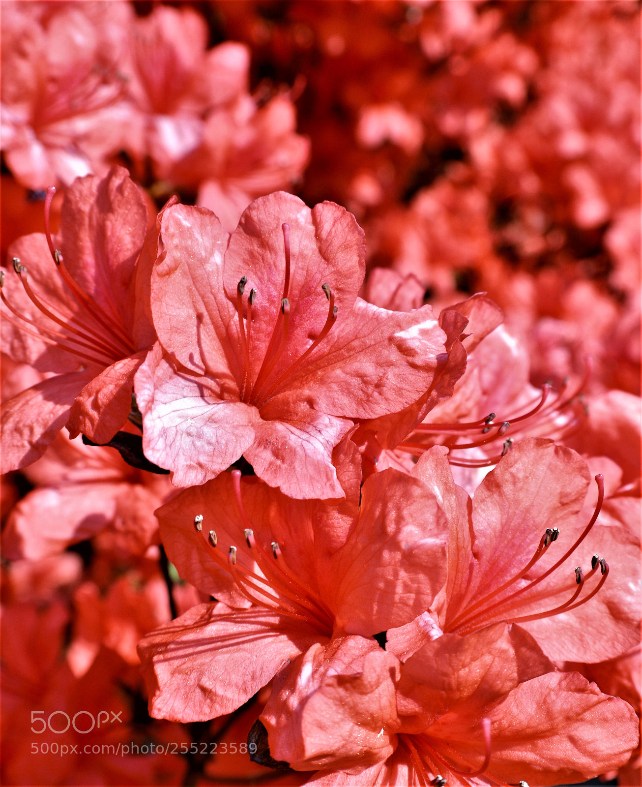 Nikon D5200 sample photo. Azelias photography