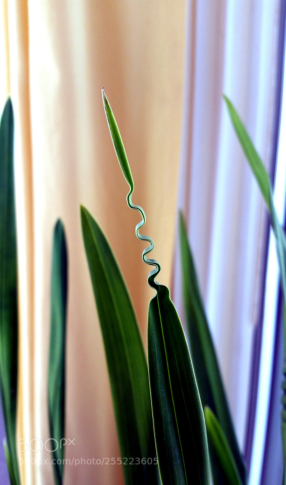 Samsung Galaxy Note4 sample photo. Plant style photography