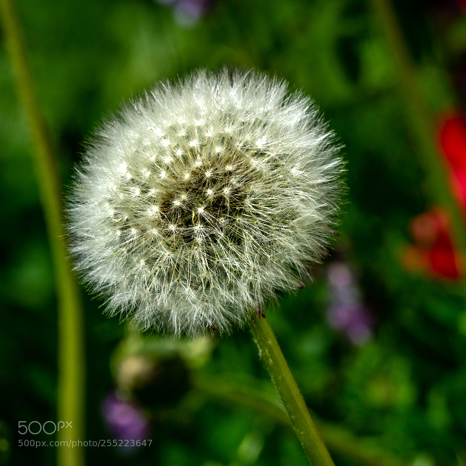 Sony a6000 sample photo. Dandelion photography