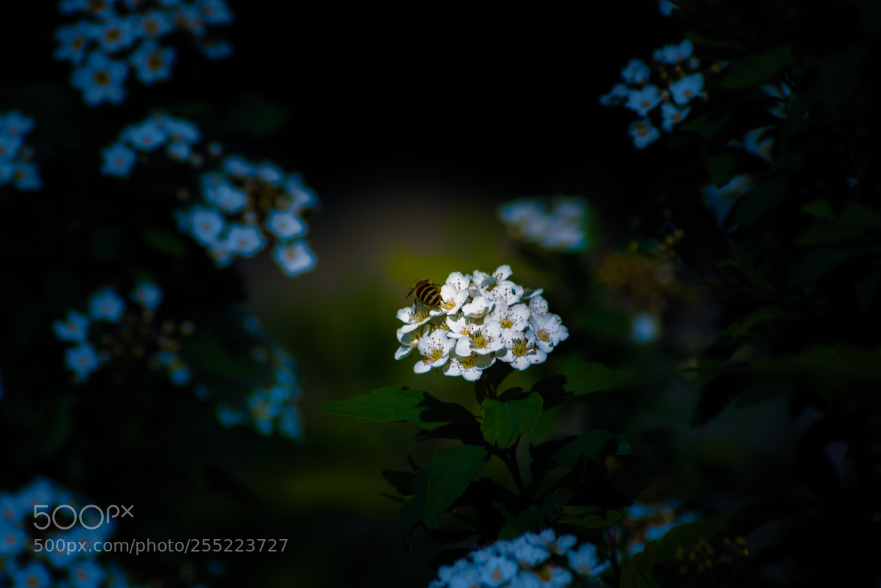 Nikon D810 sample photo. Spiraea photography