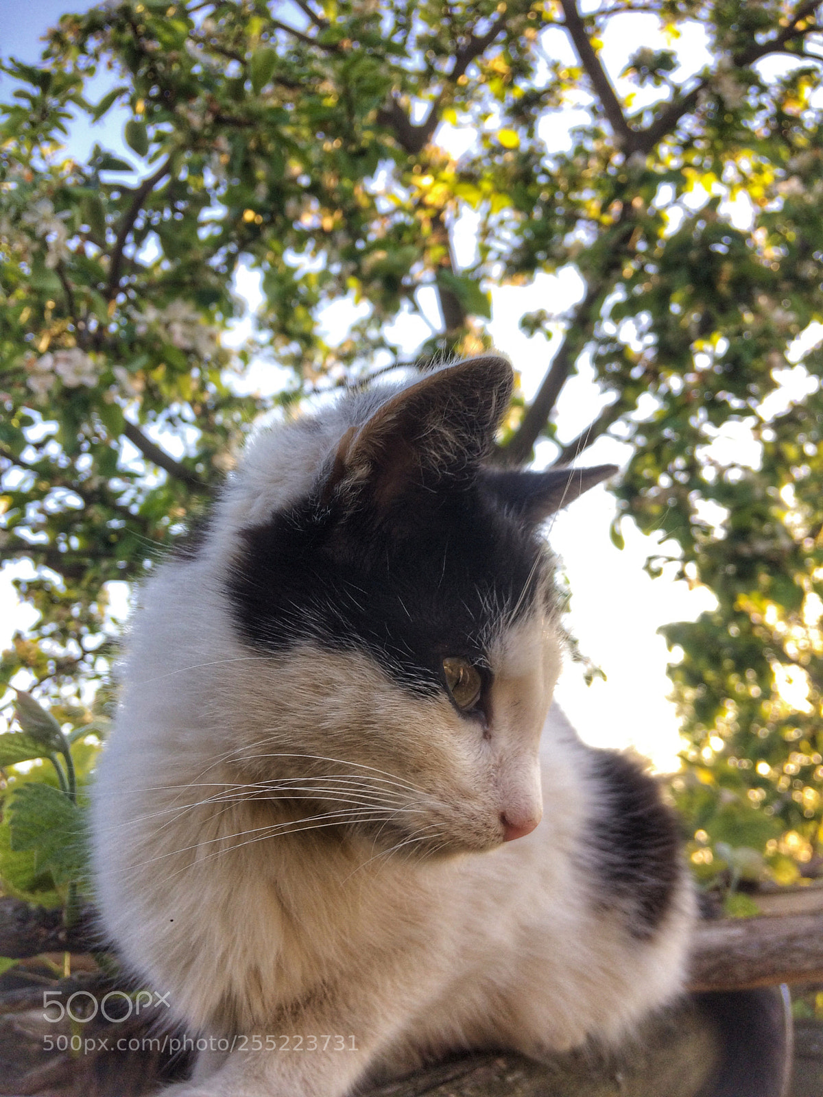 Apple iPhone 5s sample photo. Cat photography