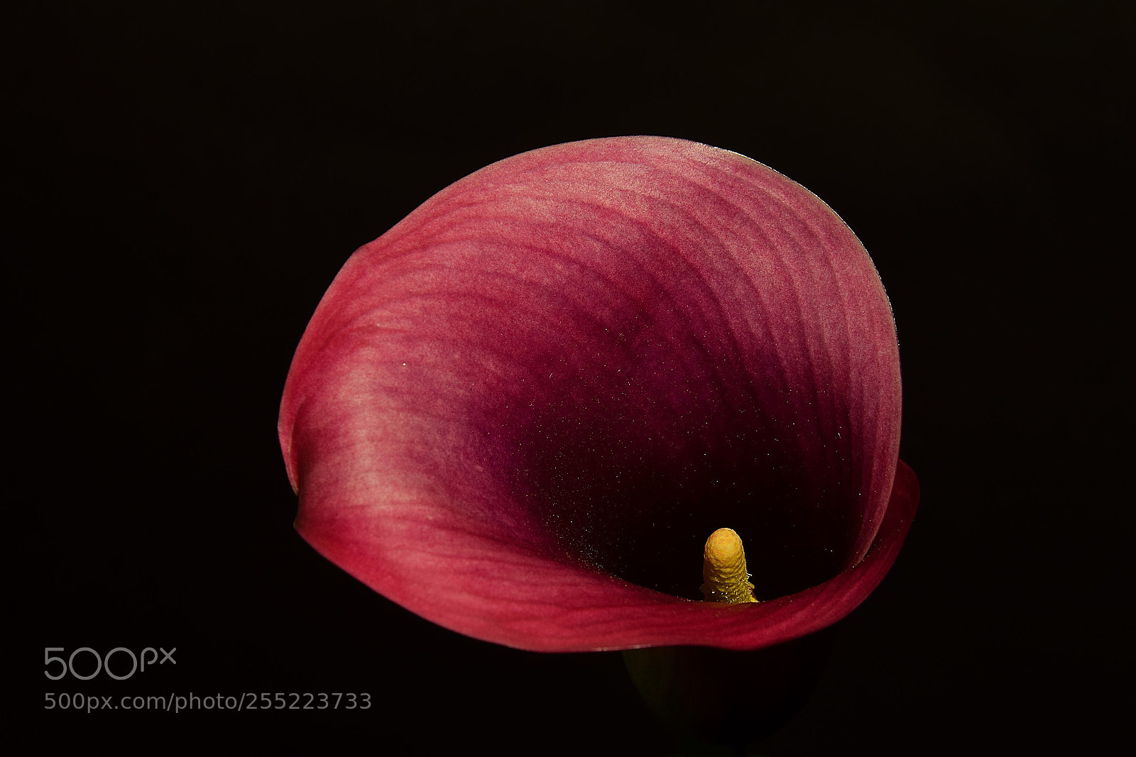Nikon D3300 sample photo. Calla photography