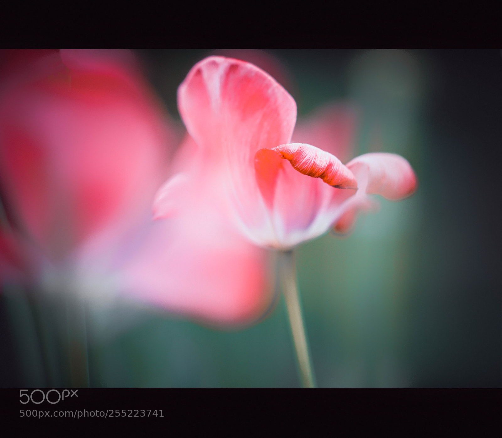 Sony a7R II sample photo. :] photography