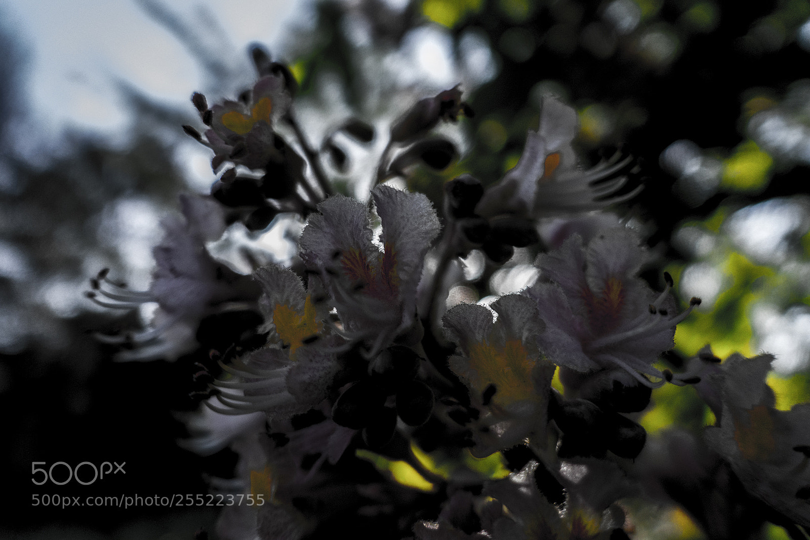 Sony Cyber-shot DSC-RX100 III sample photo. The color flowers photography