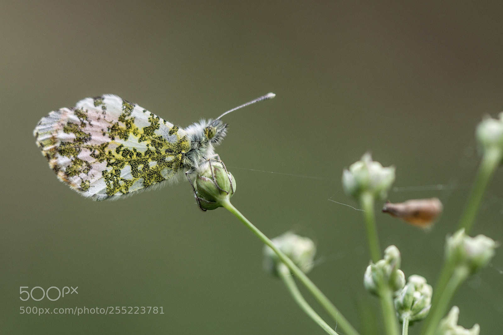 Nikon D7200 sample photo. Orange tip photography