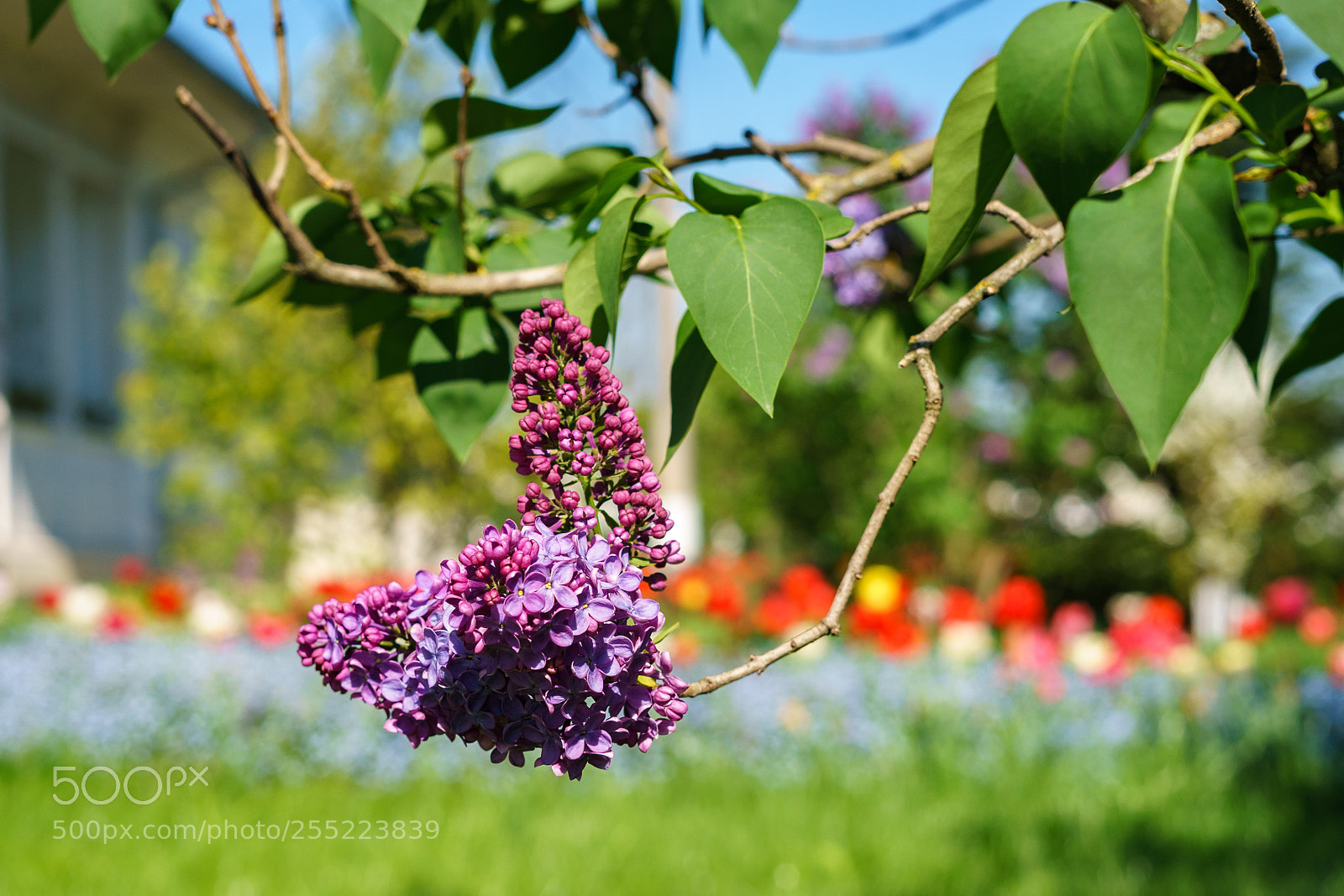 Sony a7 II sample photo. Dsc photography