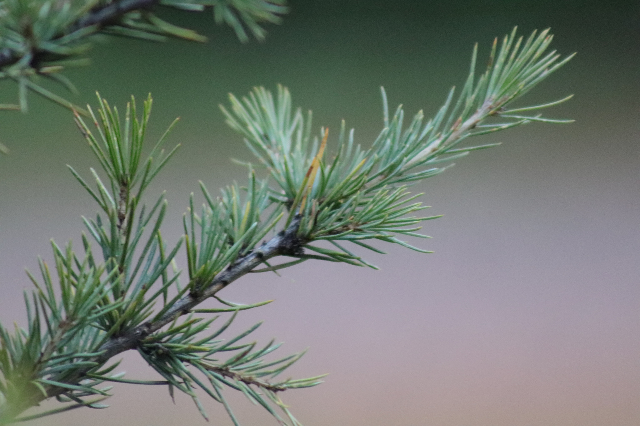 Canon EF 75-300mm f/4-5.6 sample photo. Img photography