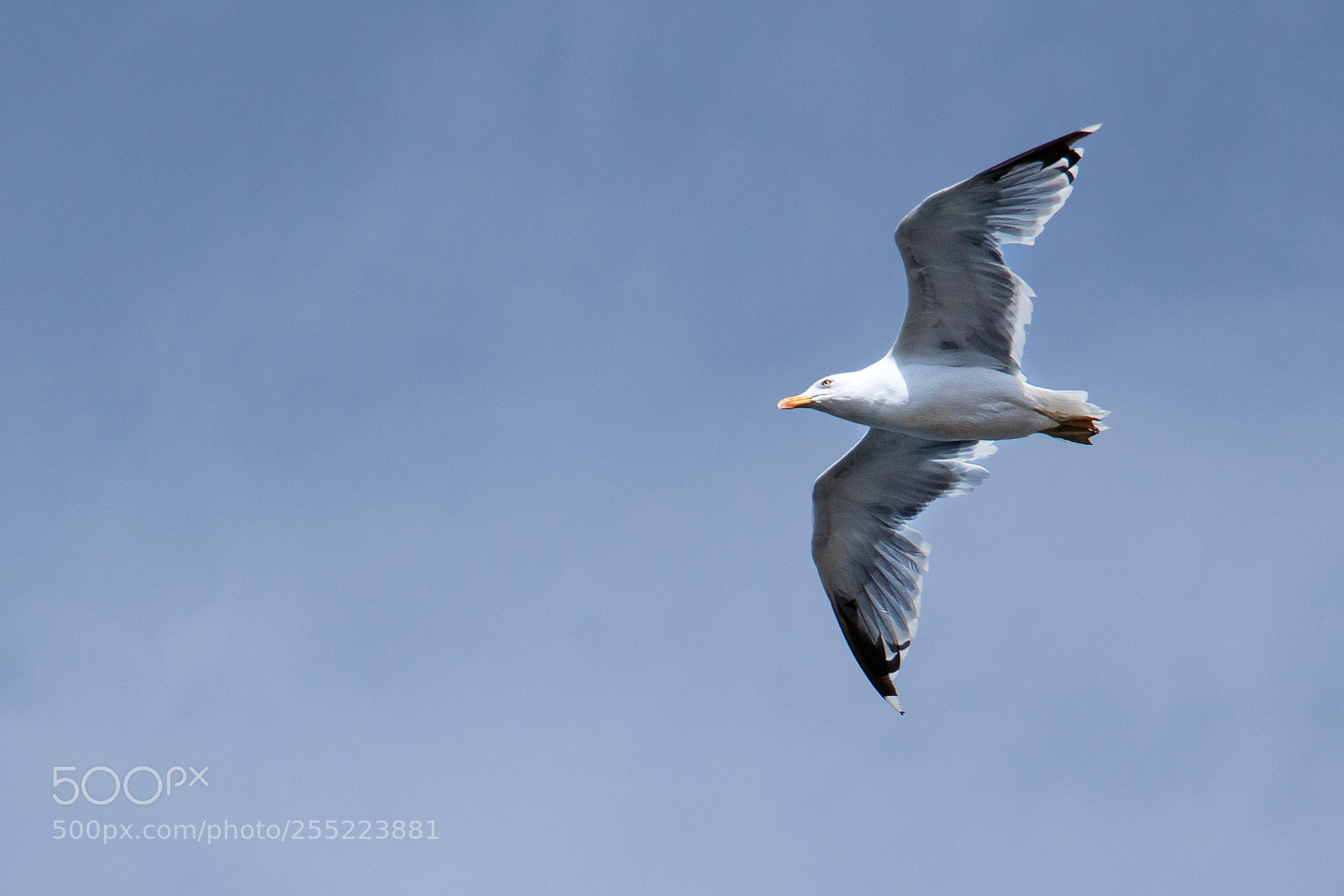 Canon EOS 750D (EOS Rebel T6i / EOS Kiss X8i) sample photo. Seagull photography