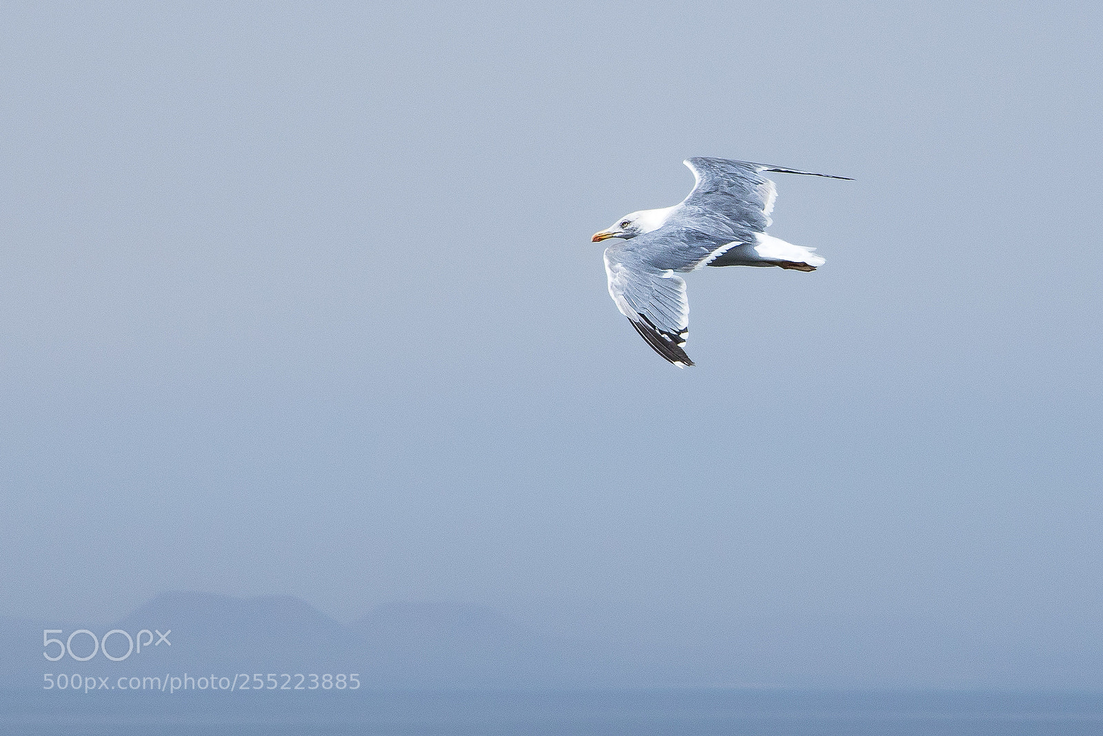 Canon EOS 750D (EOS Rebel T6i / EOS Kiss X8i) sample photo. Seagull photography