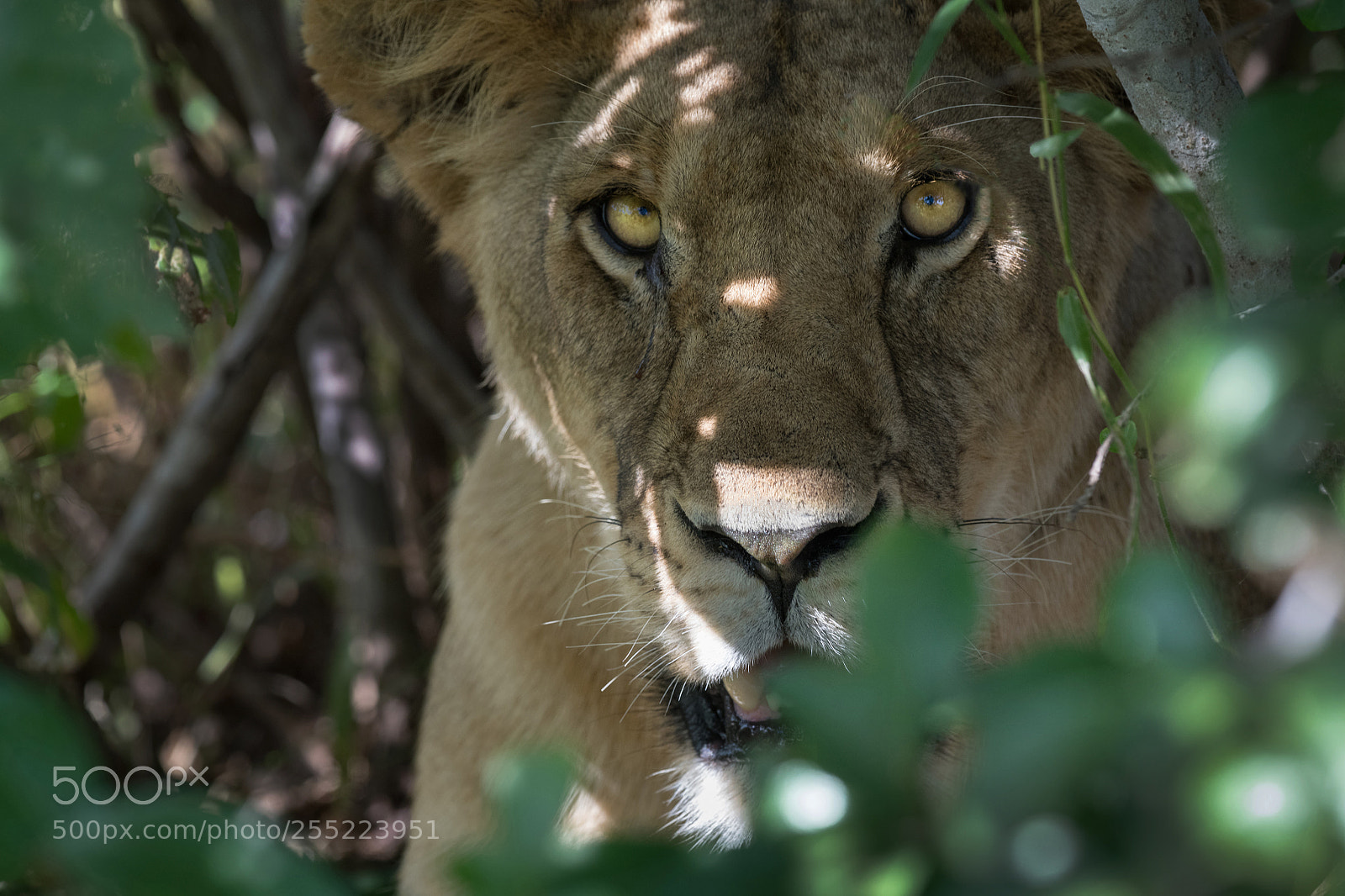 Nikon D850 sample photo. Close up (wildlife) photography